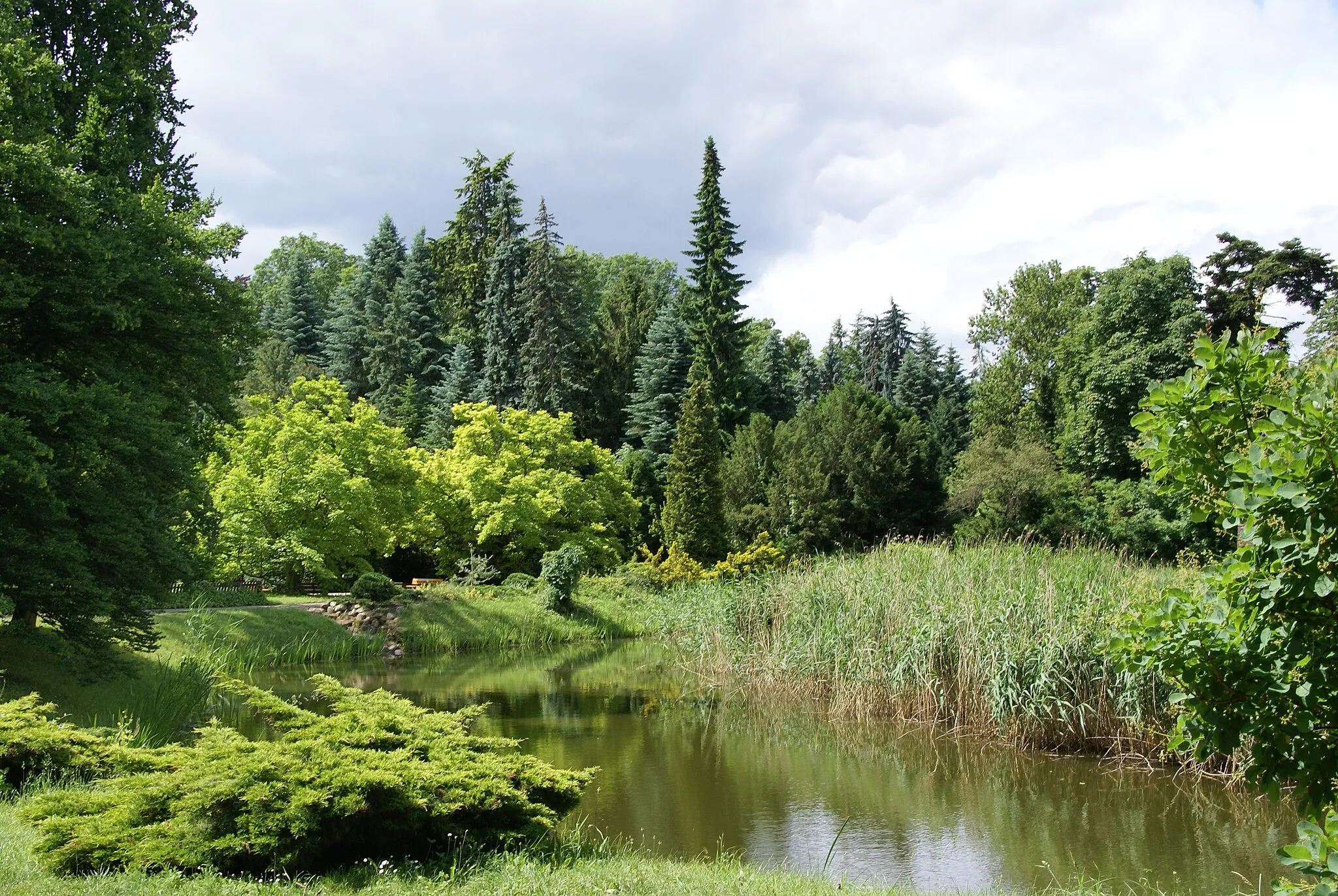 Photo showing: Arboretum w Kórniku.