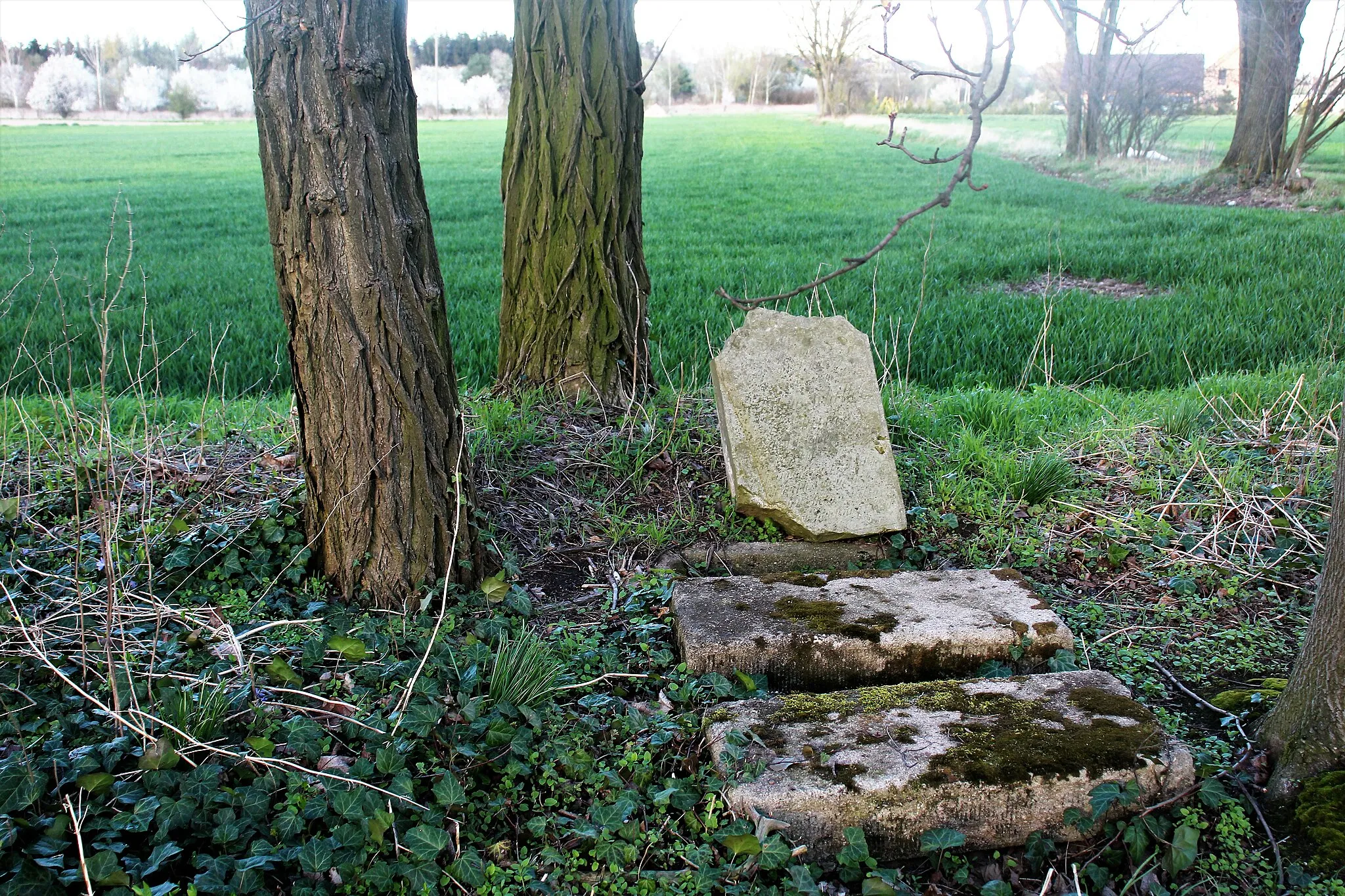 Photo showing: Dawny cmentarz ewangelicki w Kobylnikach w pow. poznańskim.