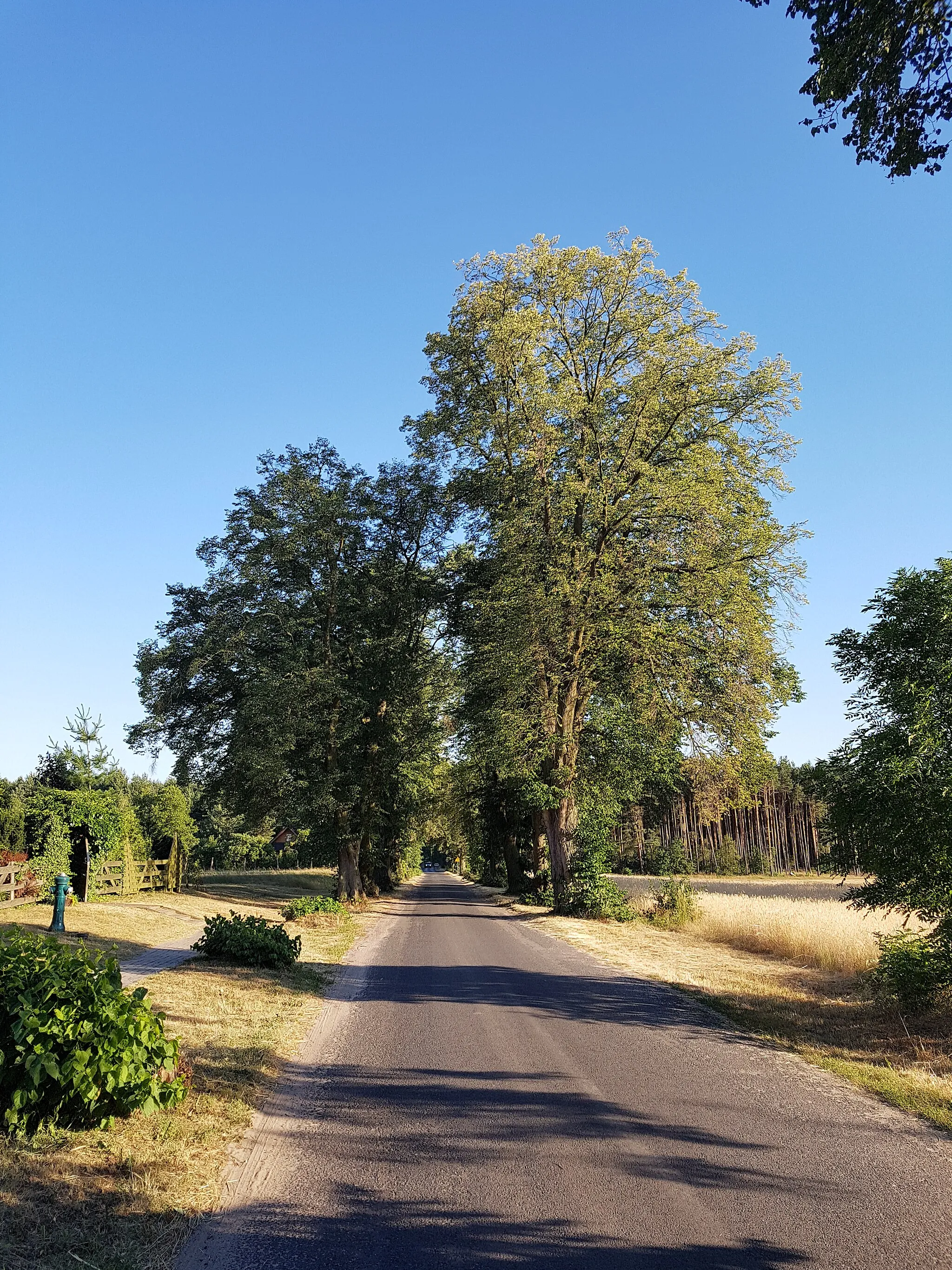 Photo showing: Pomnik przyrody - aleja lipowa w Jabłonce Starej, widok w kierunku południowym, droga prowadząca do Jabłonki.