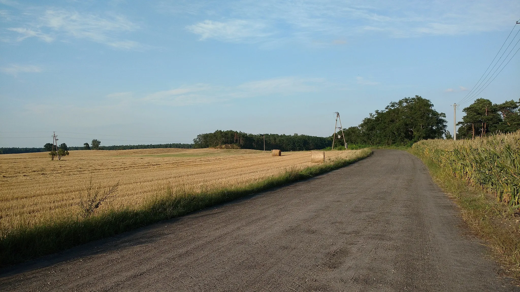 Photo showing: View on forest near Gorzyce, gmina Miłosław (Poland)