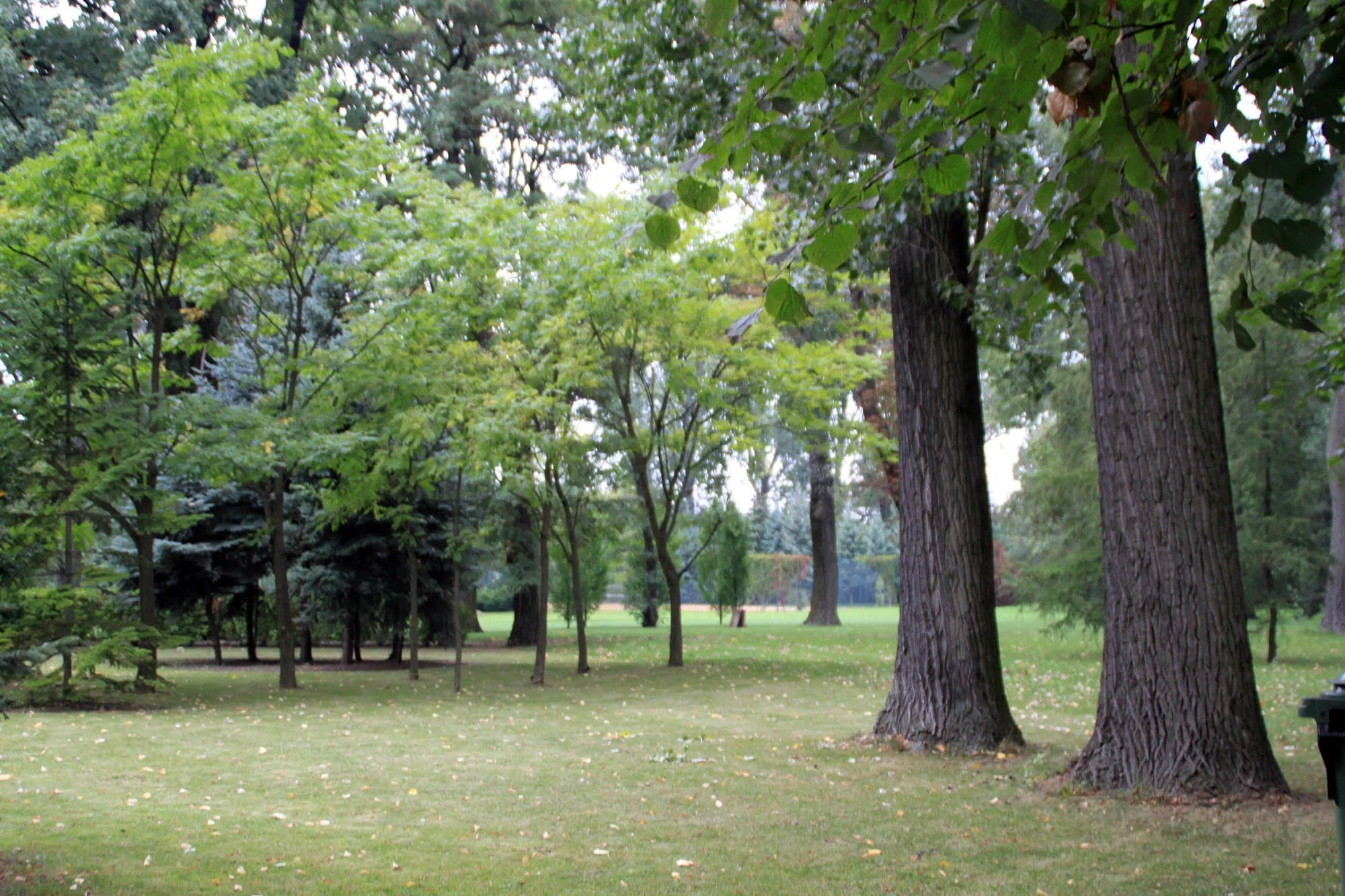 Photo showing: Park dworski w Chaławach.