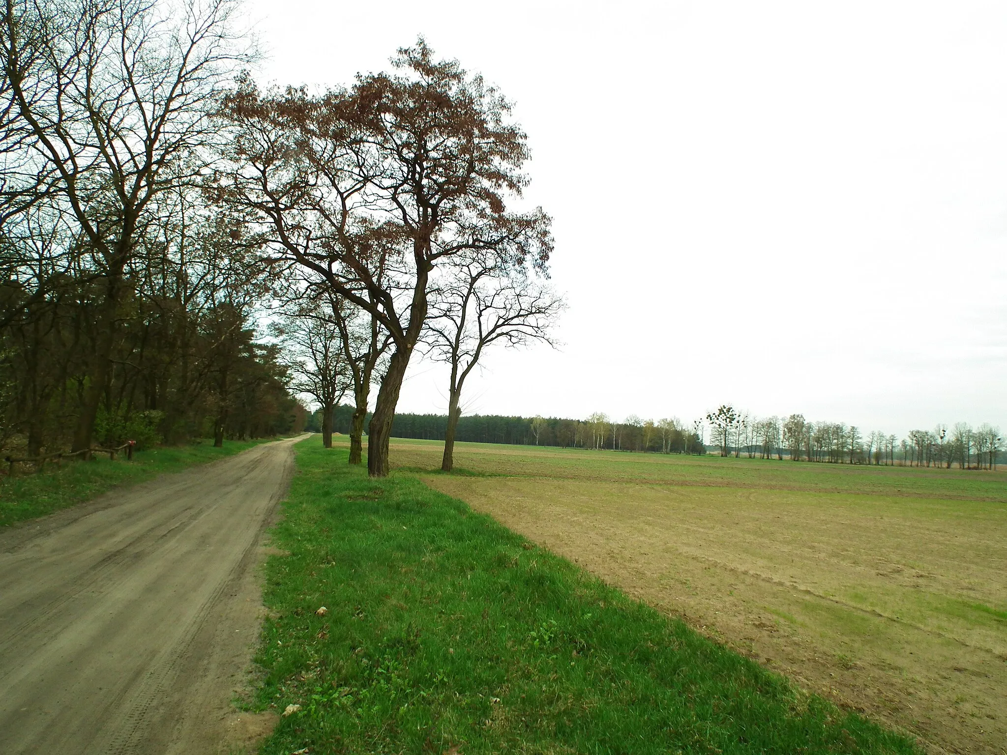 Photo showing: Krajobraz nadwarciański w Białobrzegu, w pobliżu Chatki Ornitologa. Gm. Pyzdry.