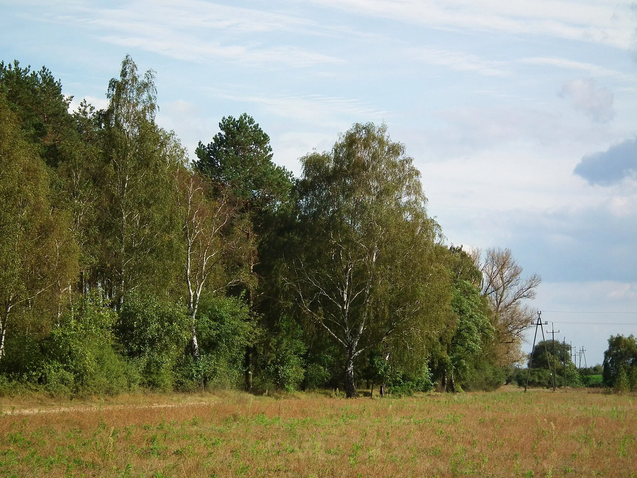 Photo showing: Lasy w okolicy Tuczna.