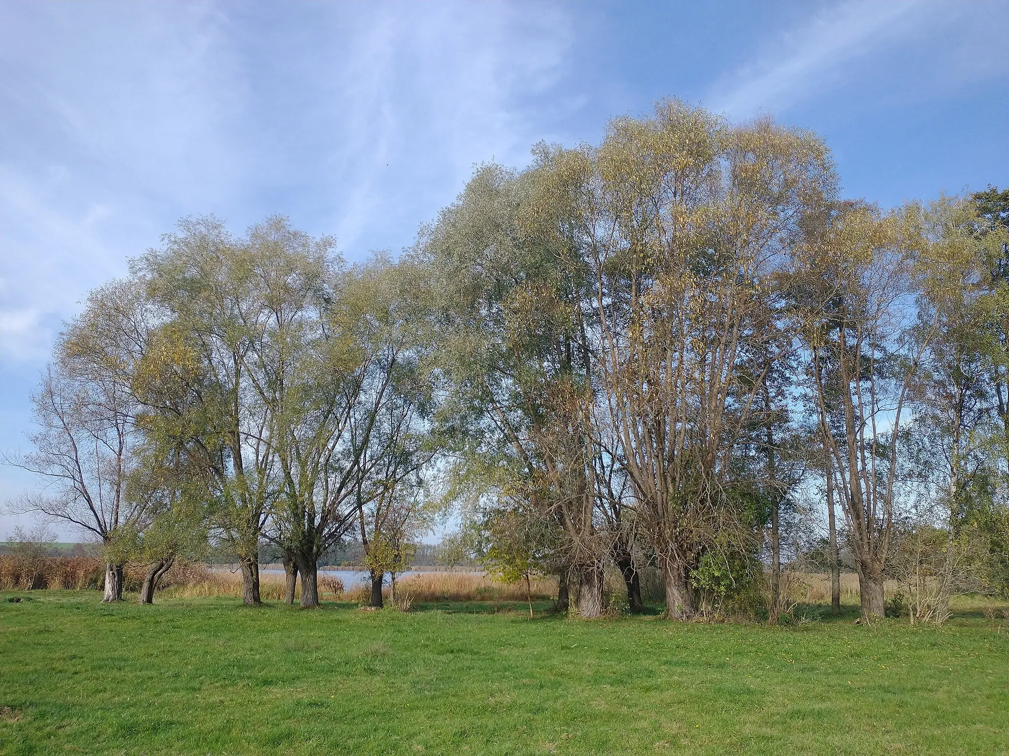 Photo showing: Jezioro Ziemnickie w gm. Osieczna od wschodu.
