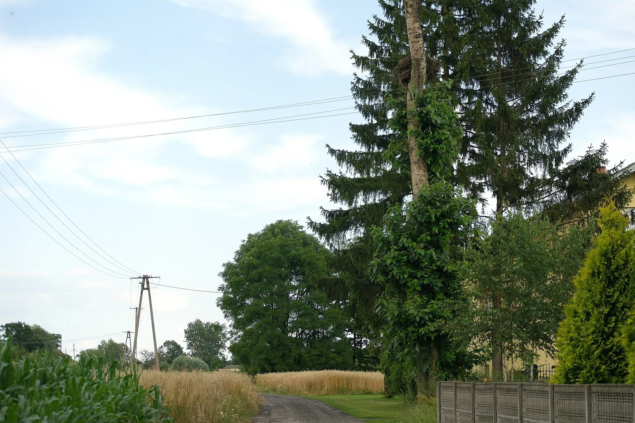 Photo showing: Gniazdo bociana białego w gminie Goszczanów