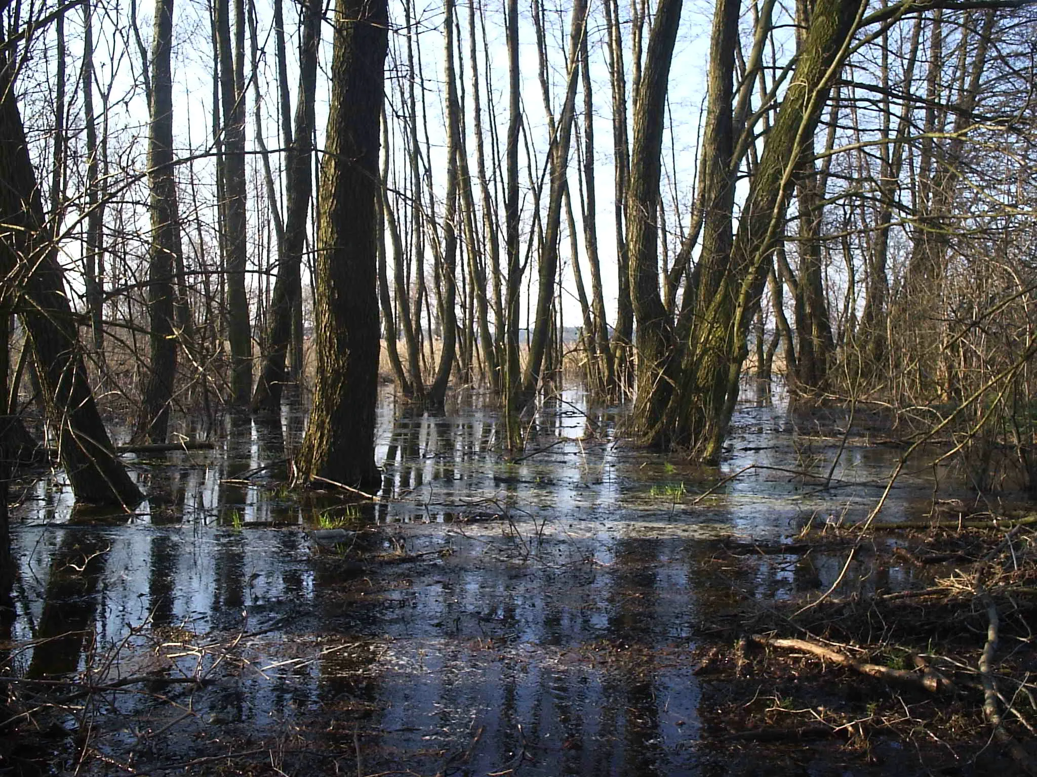 Photo showing: Torfowisko źródliskowe w Gostyniu Starym, Poland