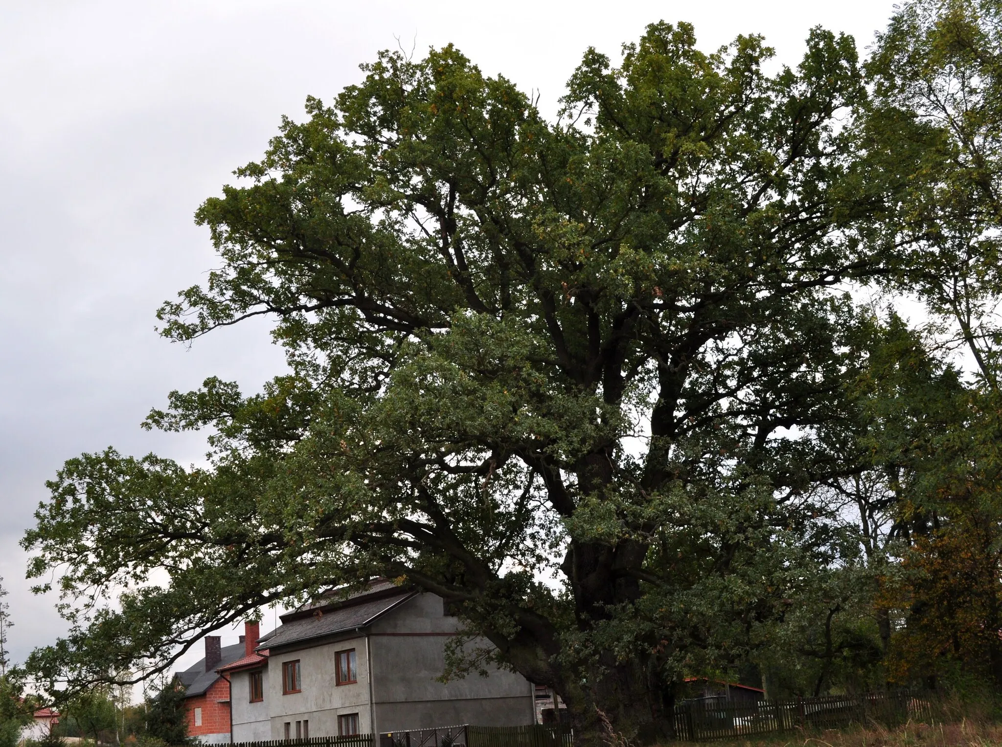 Photo showing: Kotwasice, Dąb Bartek