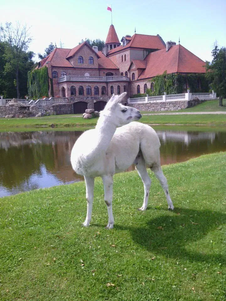 Photo showing: It's a Ryszard a front of the castle in the Gutów