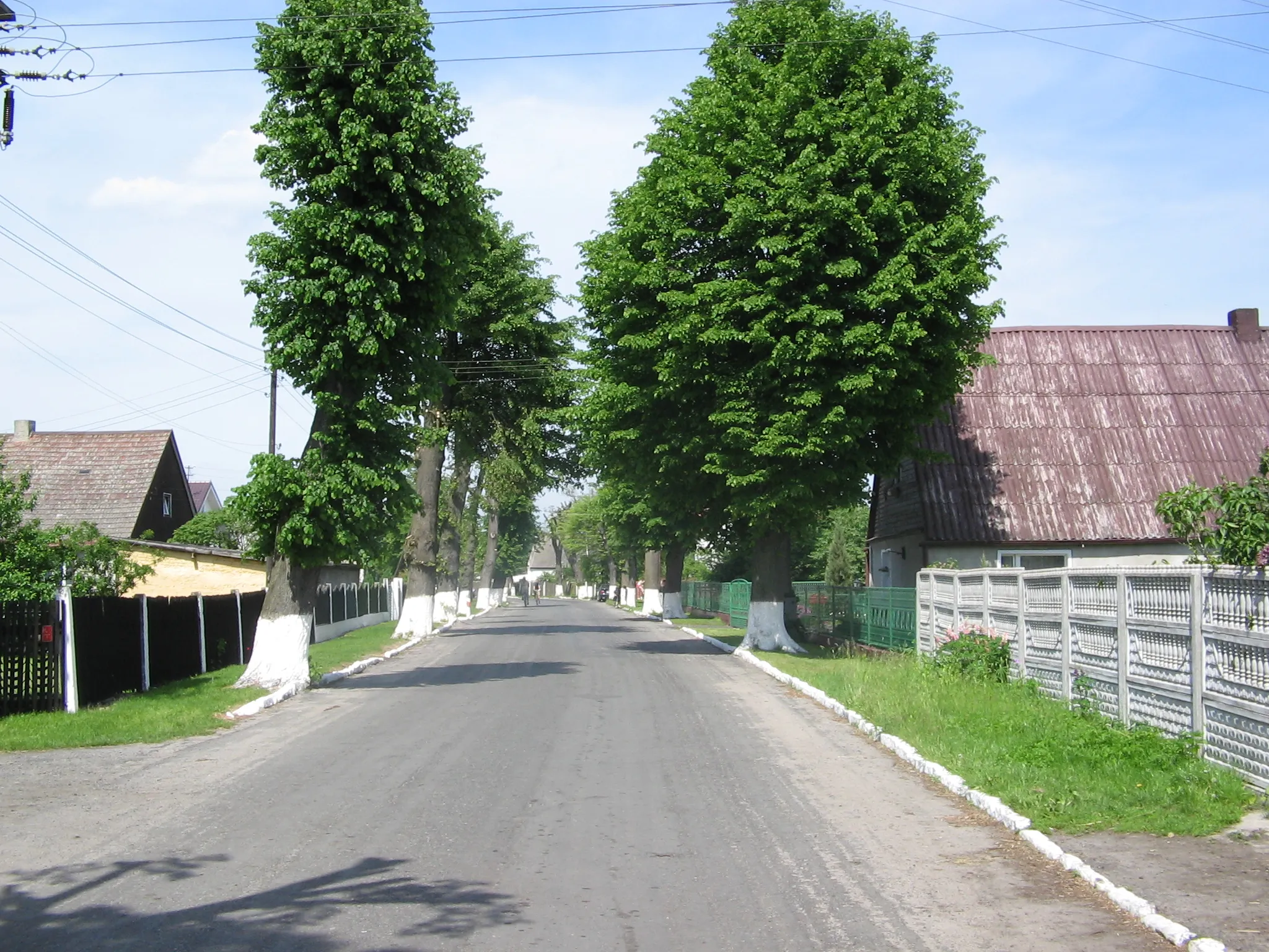 Photo showing: Aleja lipowa przez wieś