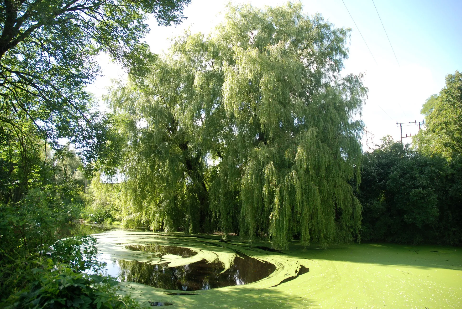 Photo showing: Bruczków - park w zespole pałacowym