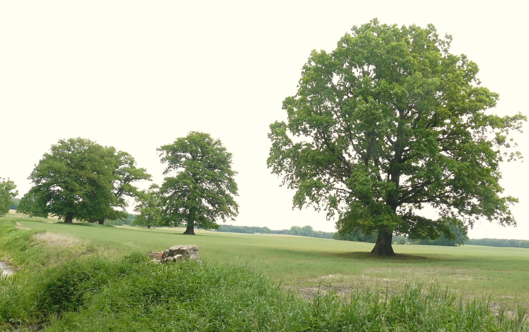 Photo showing: Dęby zabytkowo na wsch. od Łopuchowa.