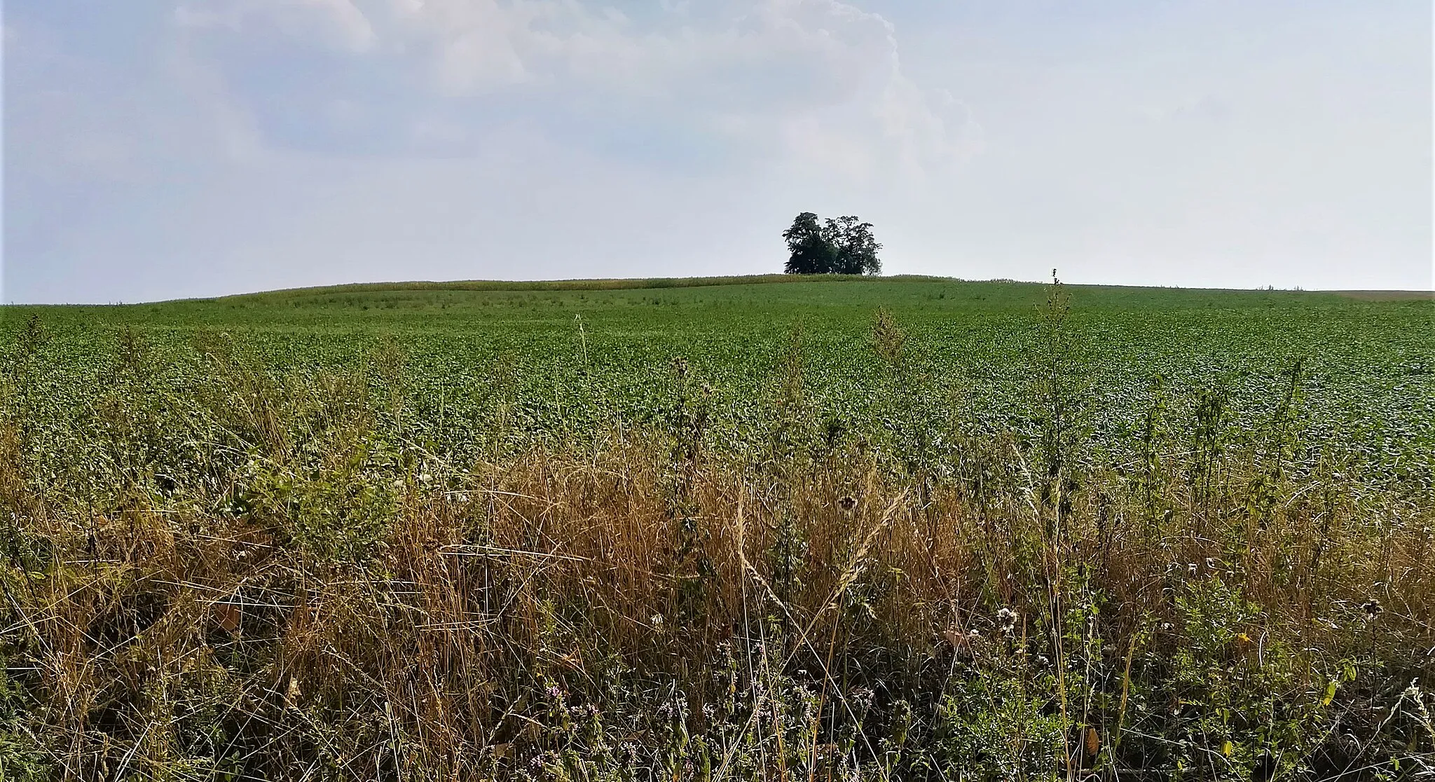 Photo showing: Góra Topolowa w Sędzinach - powiat szamotulski.