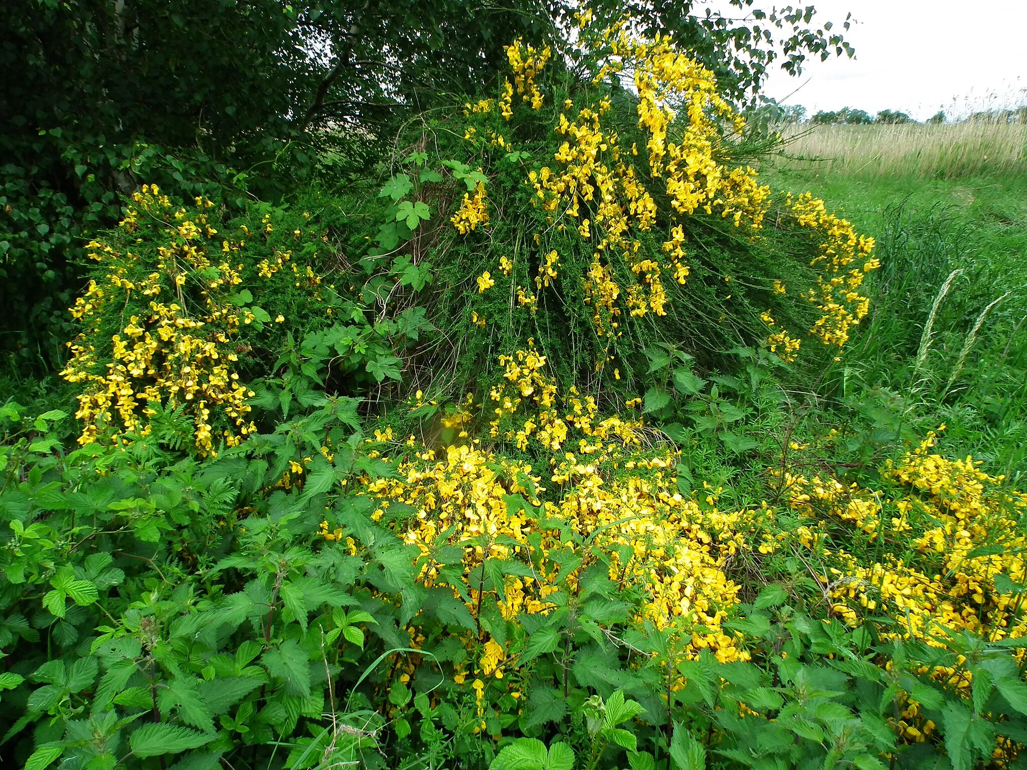 Photo showing: Roślinność w Kopicach, przy rezerwacie Białodrzew Kopicki.