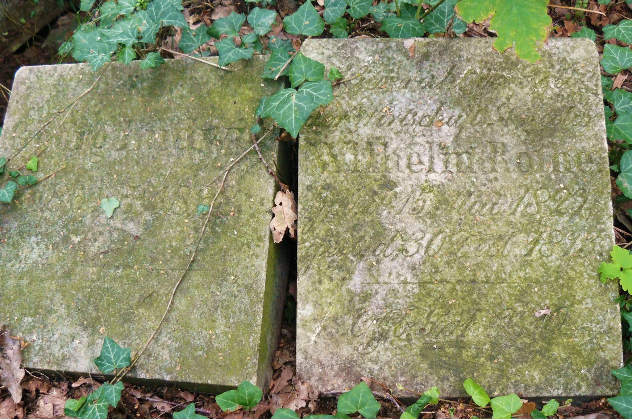 Photo showing: Dawny cmentarz ewangelicki w Wełnie. Opuszczony, zarośnięty, w środku lasu.