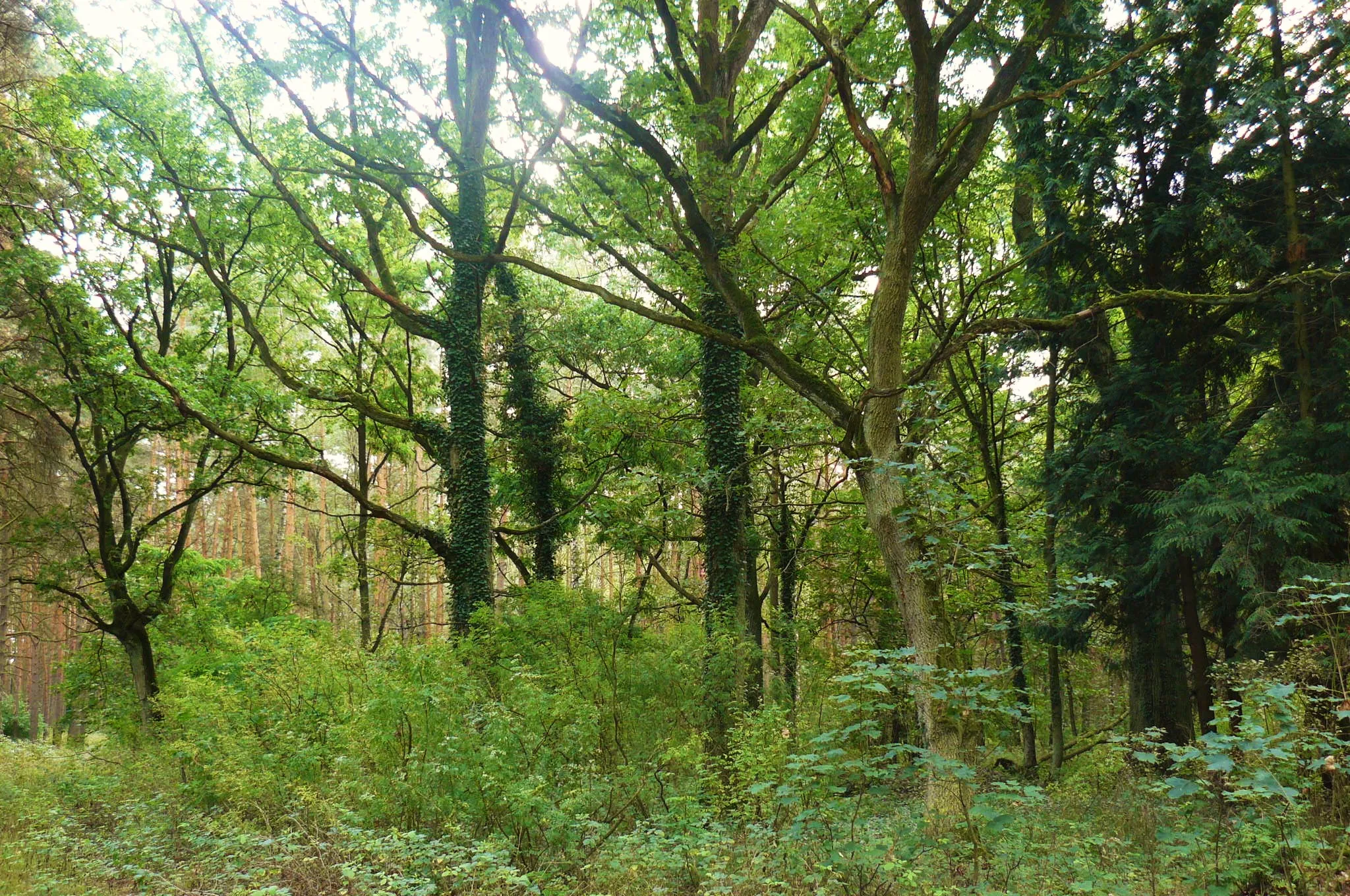 Photo showing: Dawny cmentarz ewangelicki w Wełnie. Opuszczony, zarośnięty, w środku lasu.