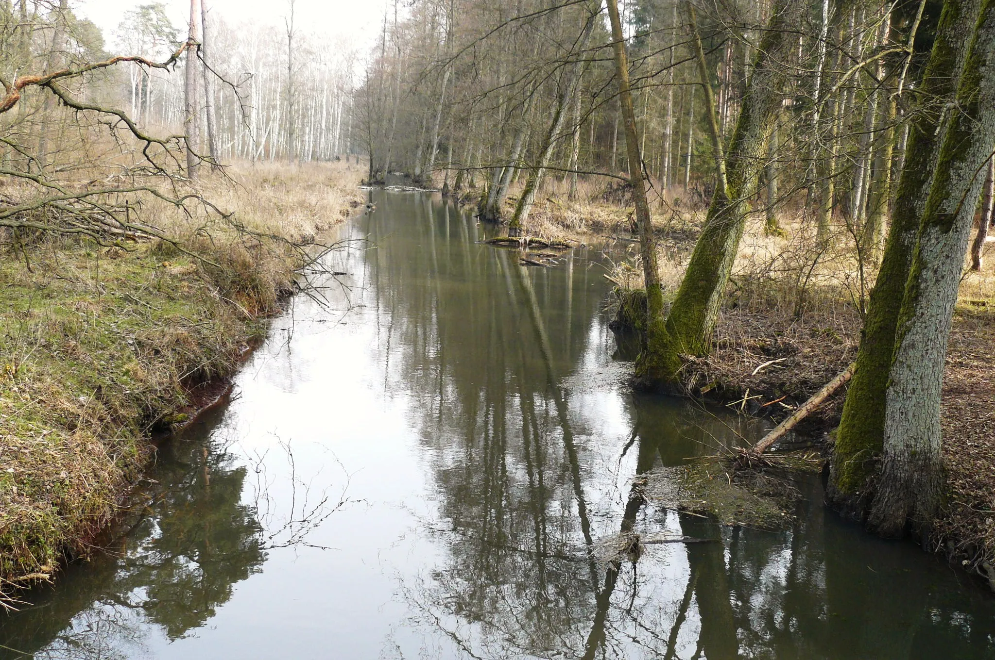 Photo showing: Kanał Kończak w rejonie Podlesia.