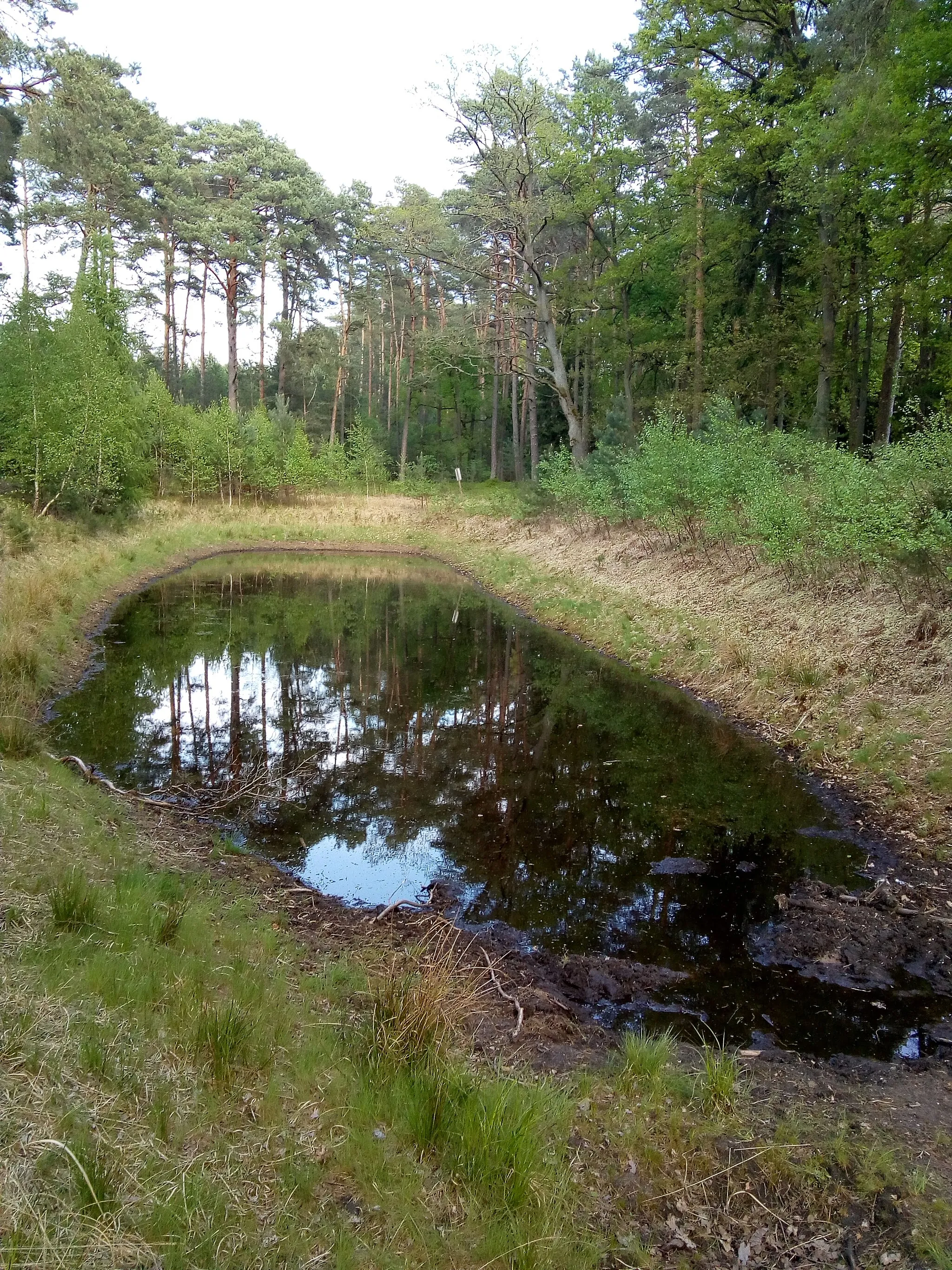 Photo showing: Pond in forest near Grodzisk Wlkp. , Poland