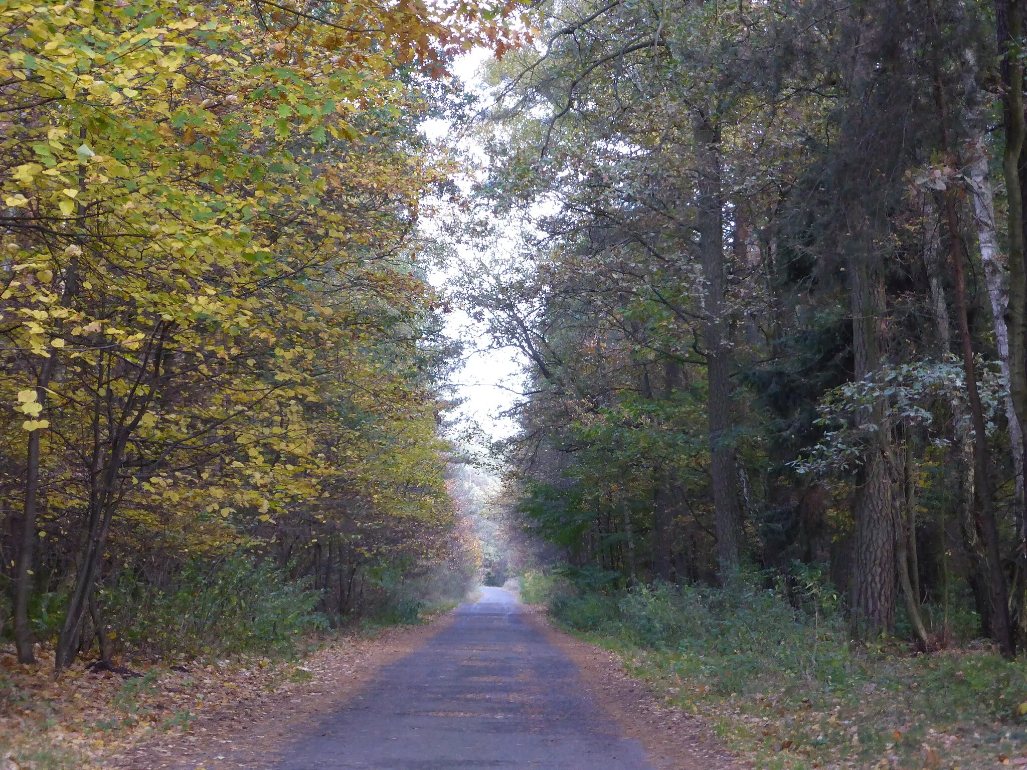 Photo showing: Forest in Lasówki near Grodzisk Wielkopolski (Poland)