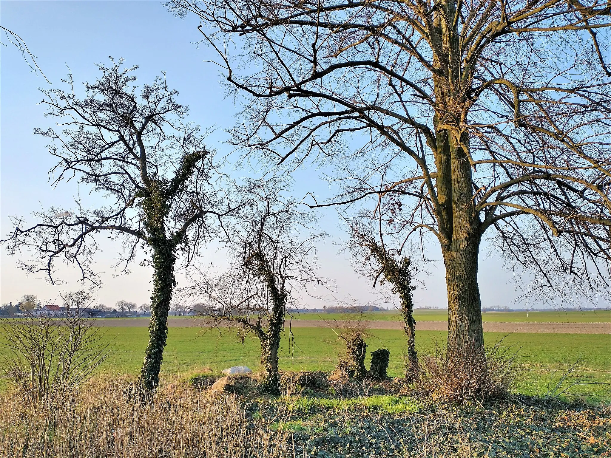 Photo showing: Sędzinko - pow. poznański. Pozostałości cmentarza ewangelickiego.