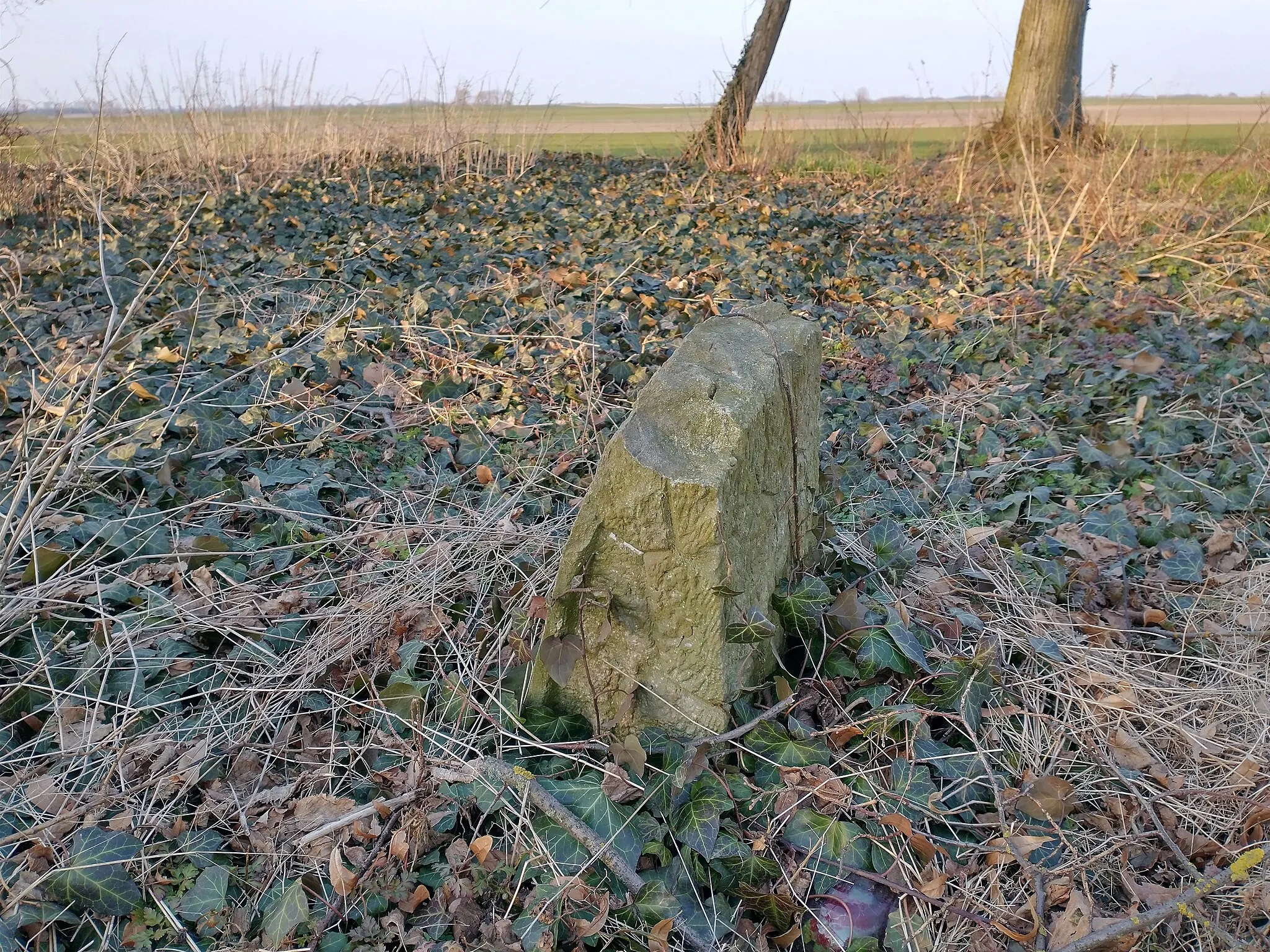 Photo showing: Sędzinko - pow. poznański. Pozostałości cmentarza ewangelickiego.