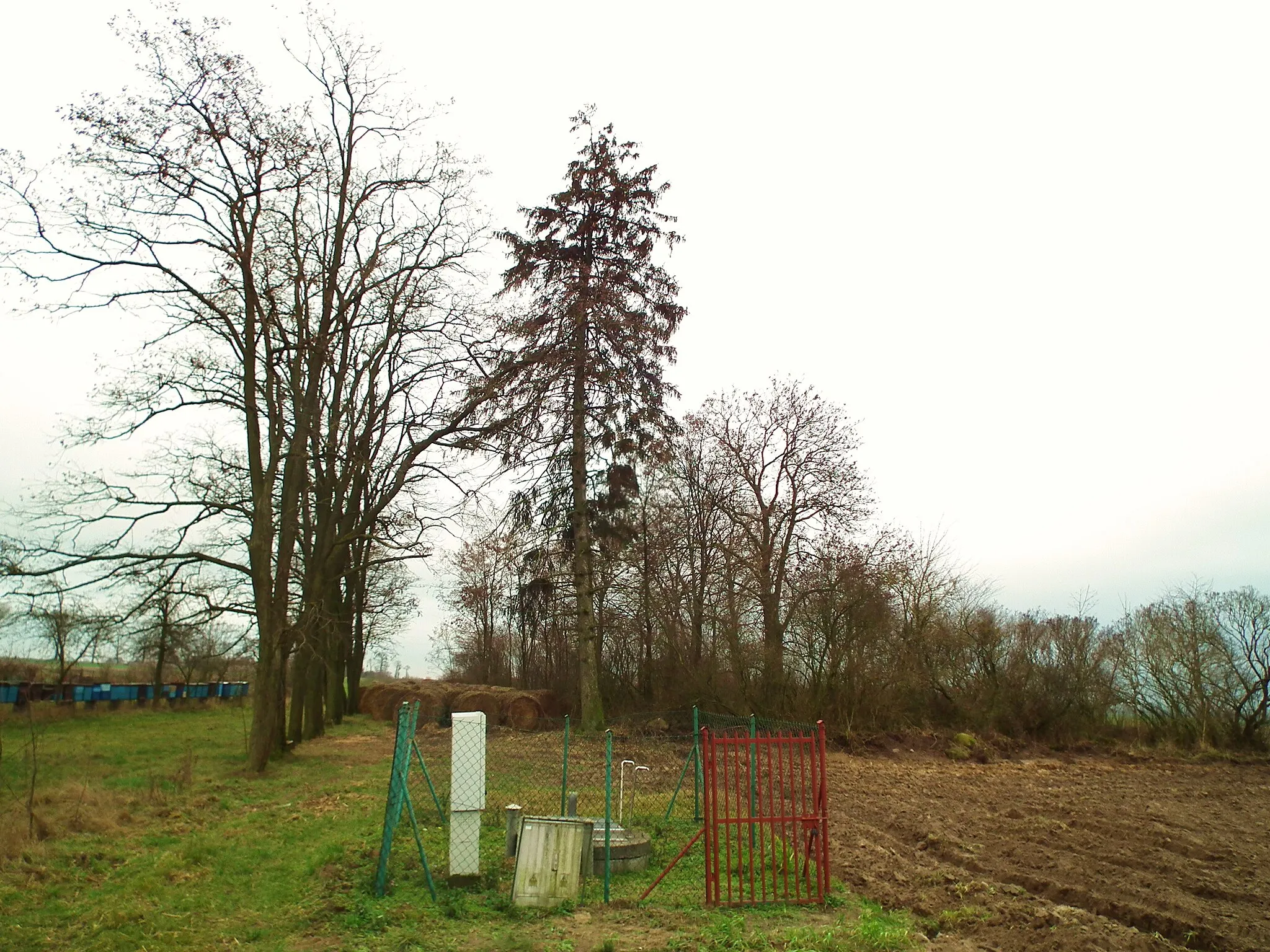 Photo showing: Pozostałości cmentarza ewang. w Olekszynie w gm. Kiszkowo.