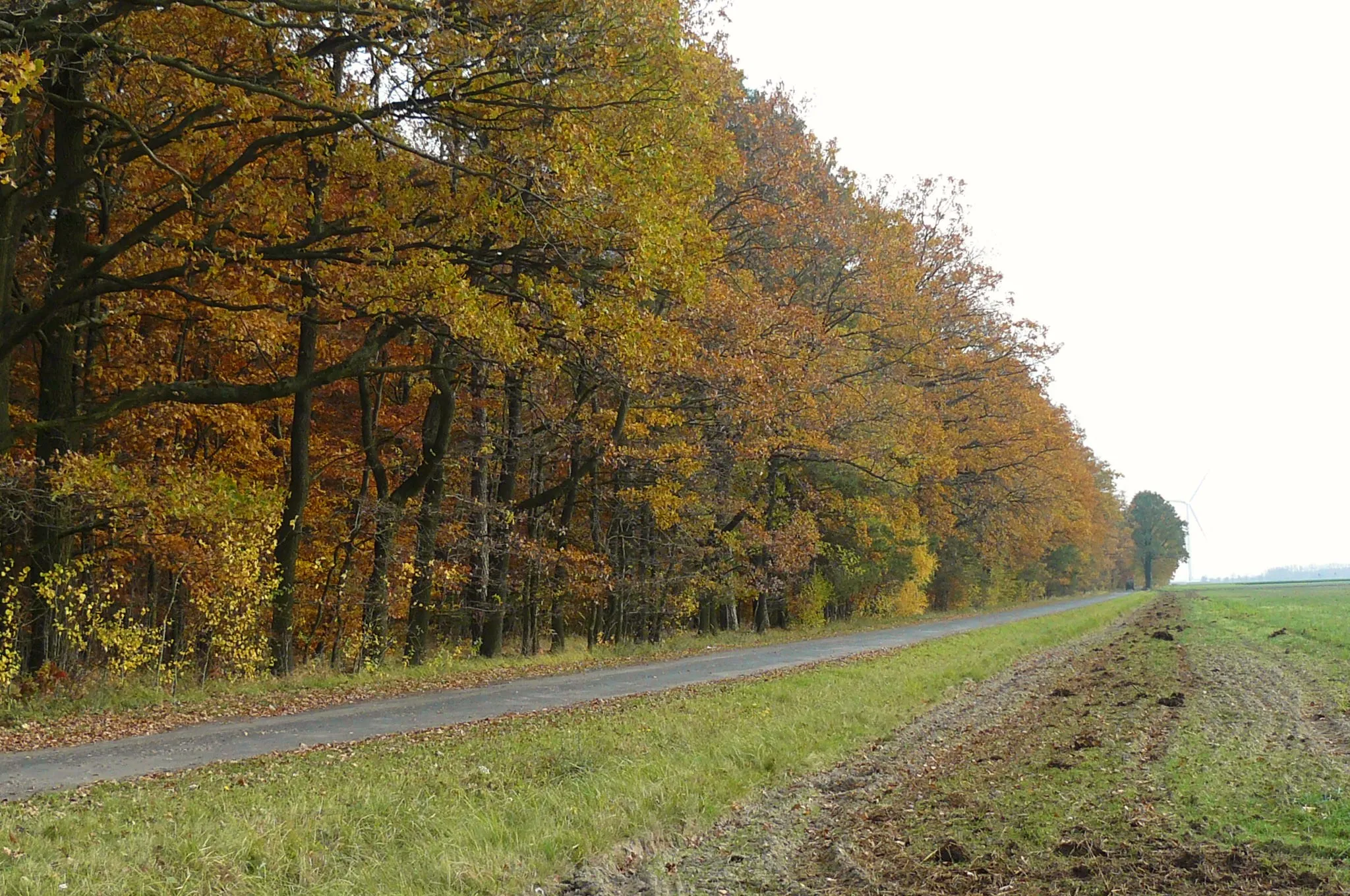 Photo showing: Elęcin. Gmina Pępowo.