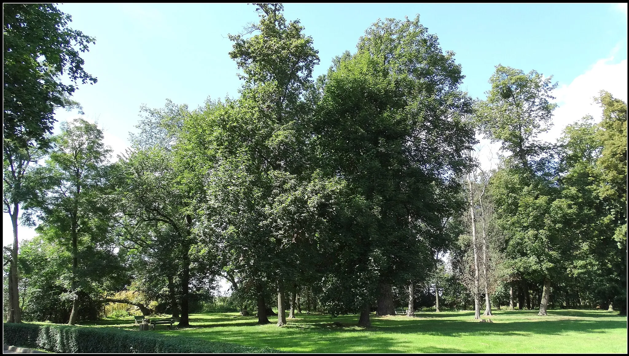 Photo showing: Rogowo park from the 2nd half. XIX century., Landscaped approx. 4.0 hectares. / Gm.Krobia / pow. gostyński / province. Greater