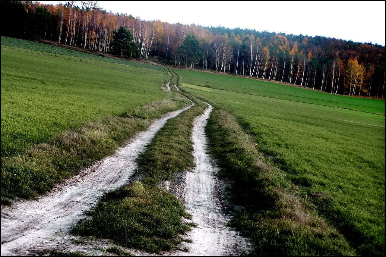 Photo showing: Polish autumn in Mochy