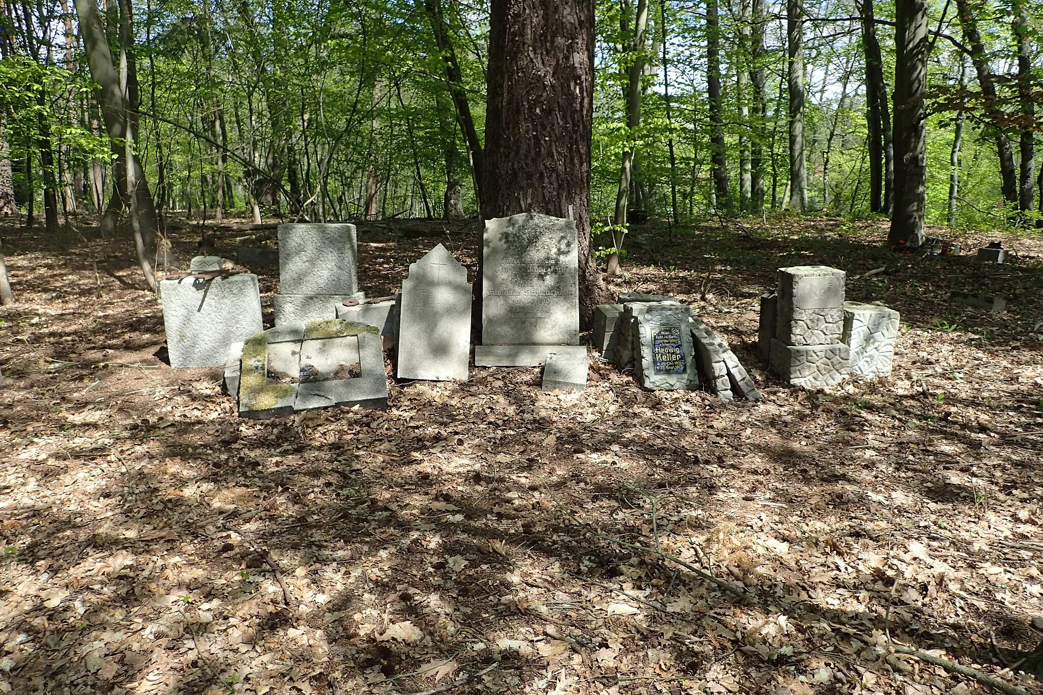 Photo showing: Widzieńsko - old cemetery in forest on left side of Gowienica river, NW Poland