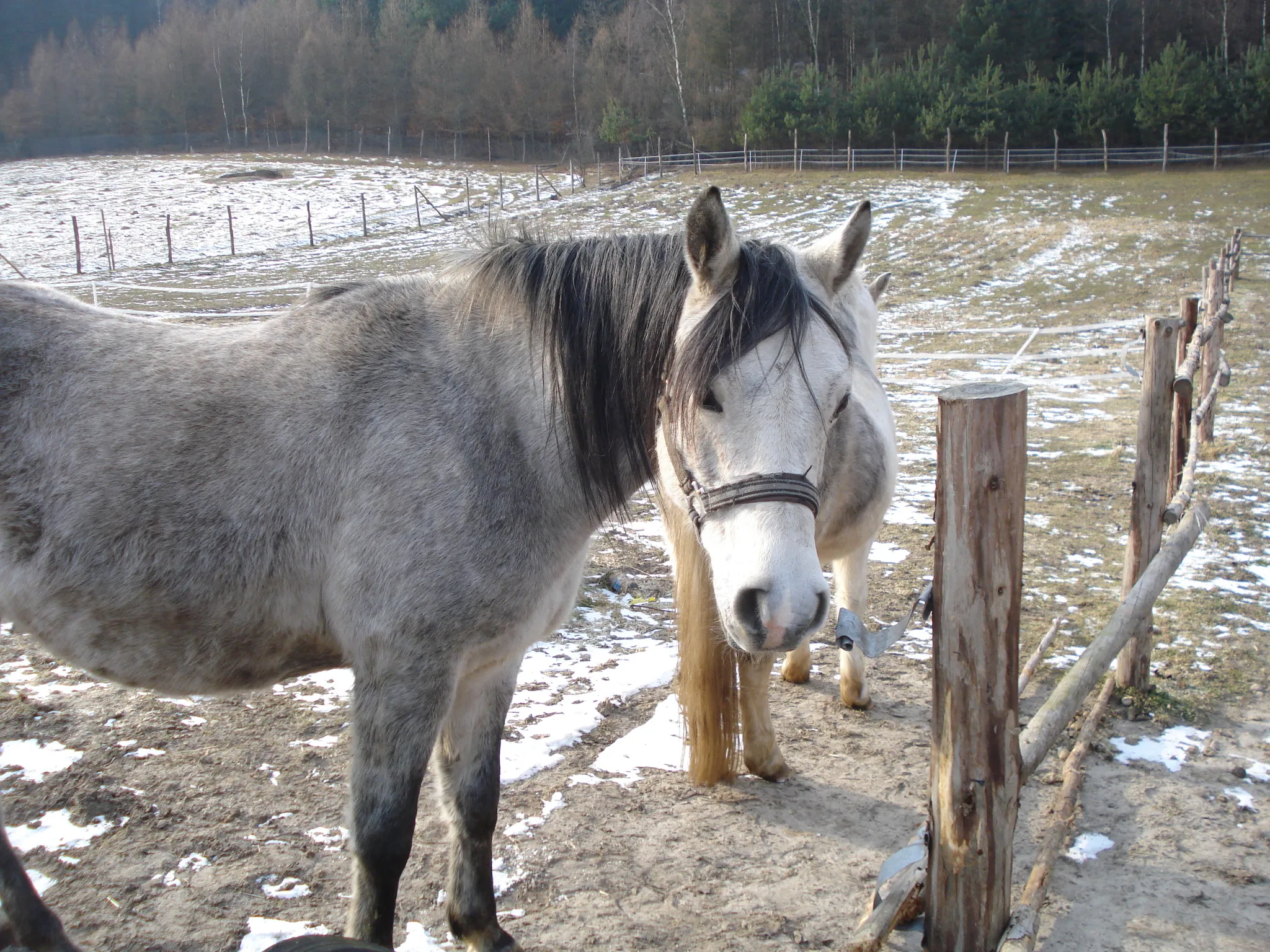 Photo showing: wieś Orle, konie