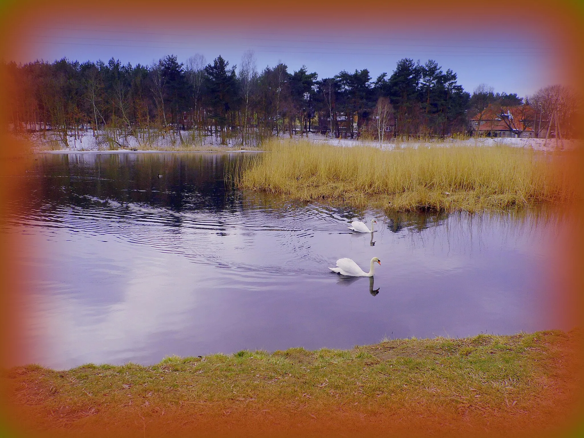 Photo showing: The swans are waiting for spring