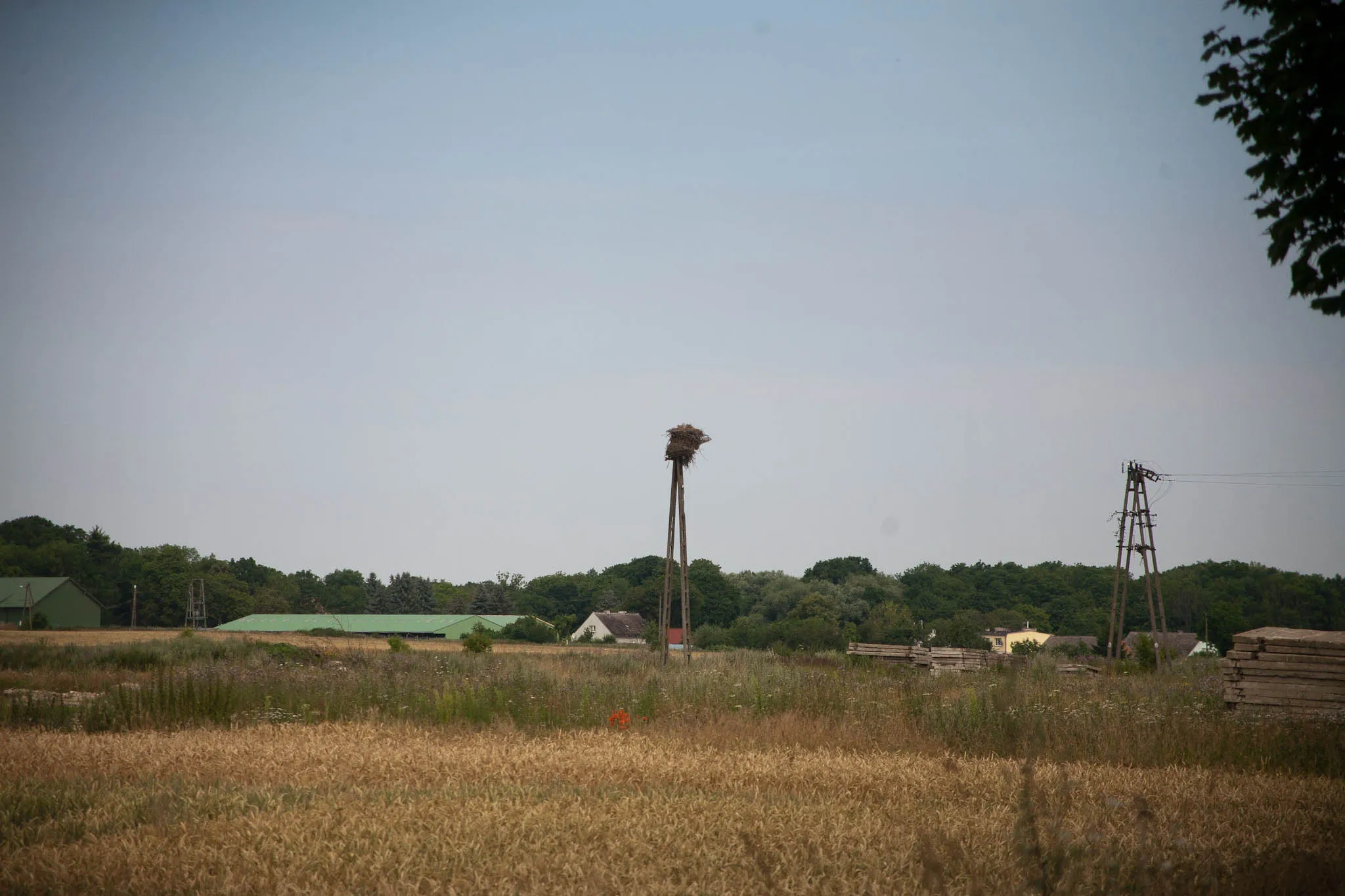 Photo showing: Stork nest in Myślino, Poland