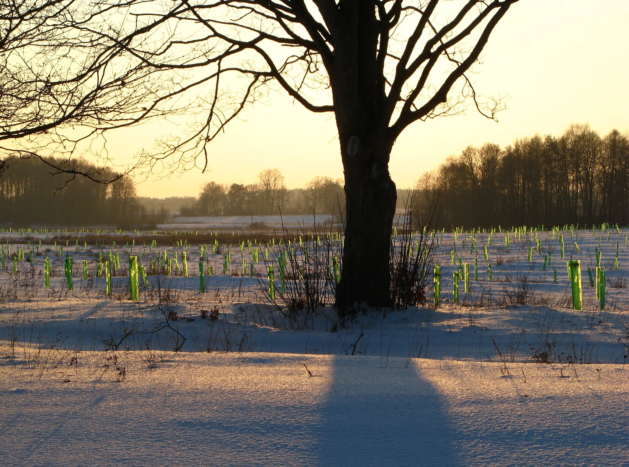 Photo showing: Lisowo, powiat gryficki - plantacja