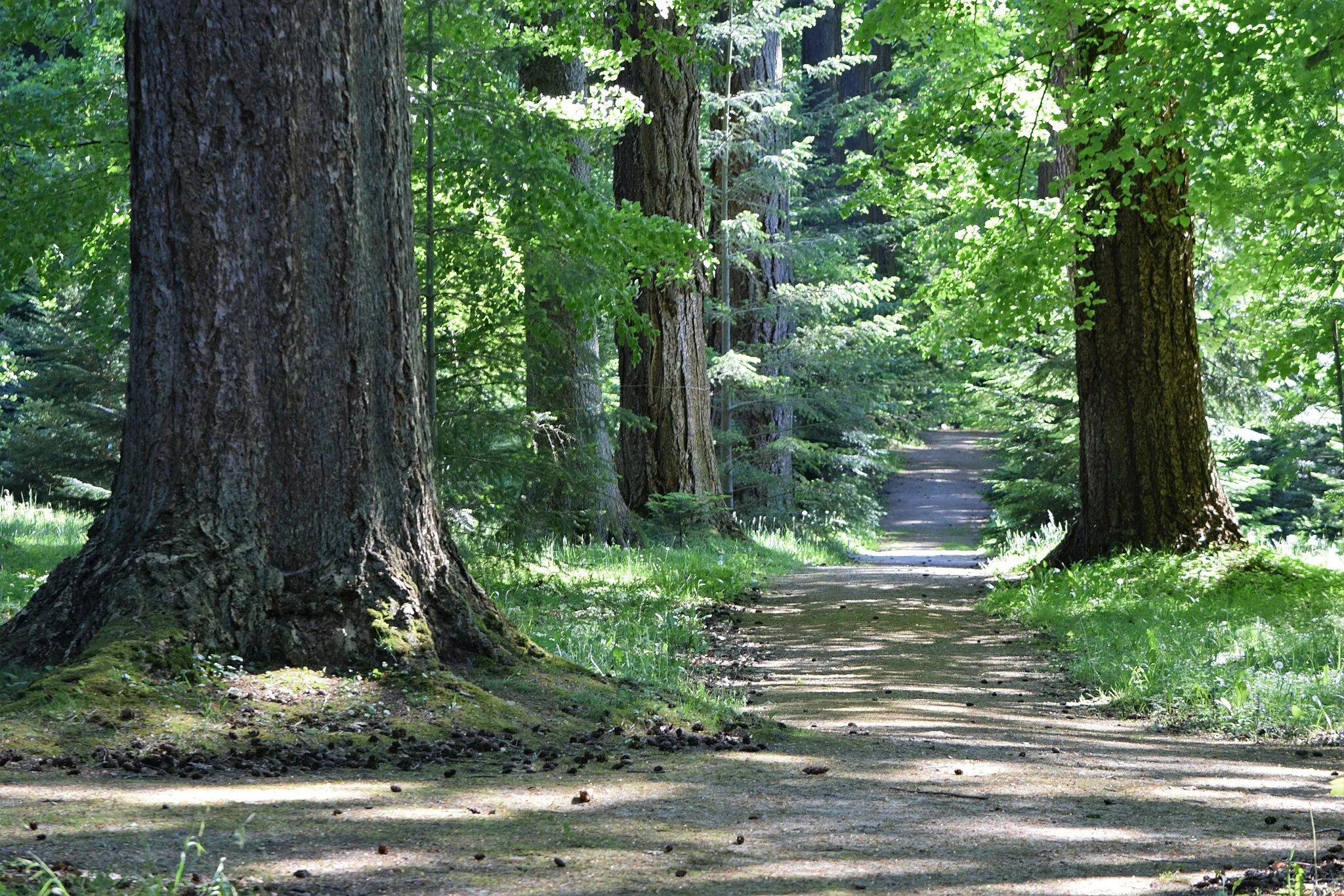 Photo showing: Arboretum in Karnieszewice: Douglas fir avenue