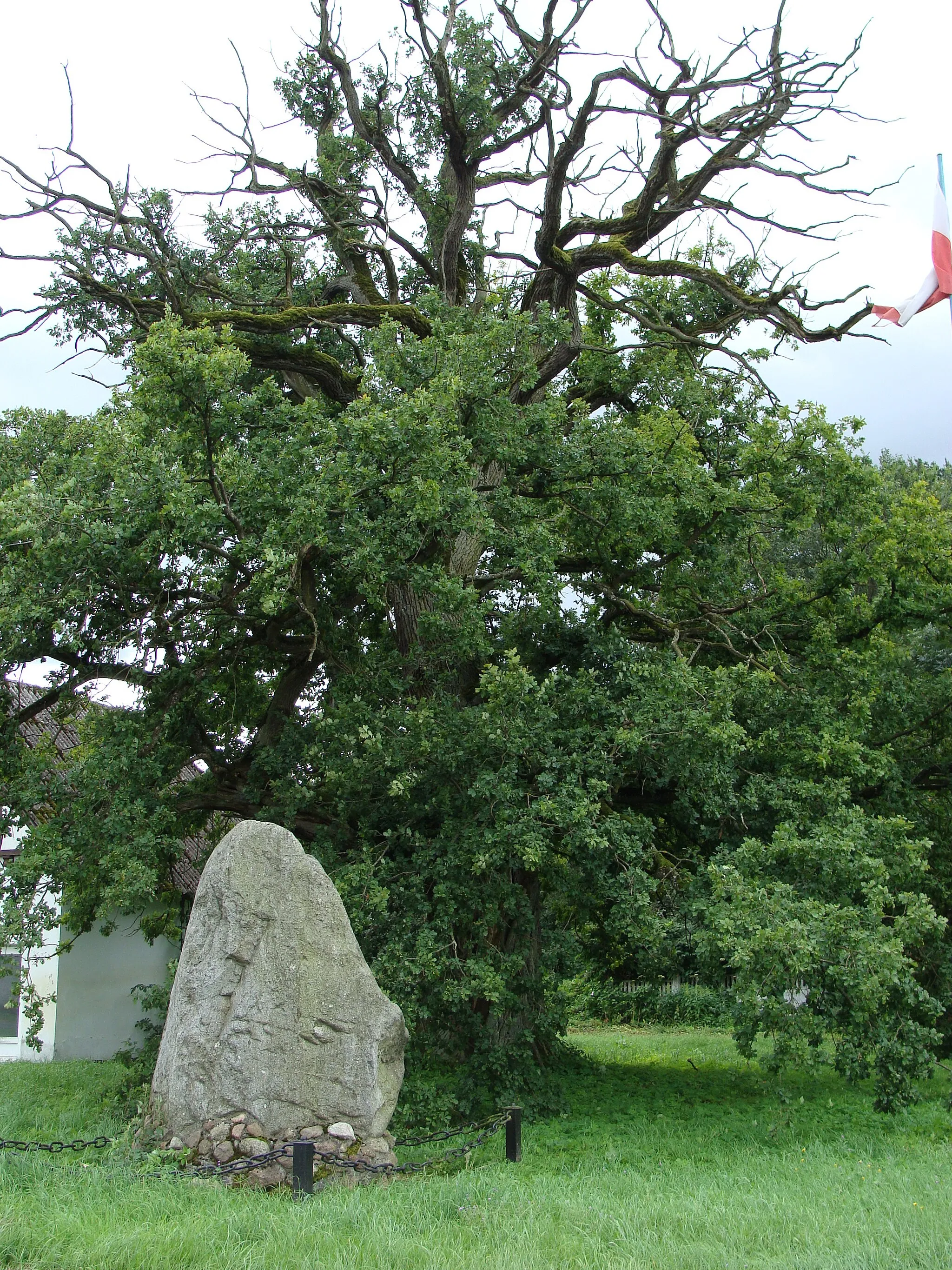 Photo showing: Baszewice, głaz narzutowy „Płomień”, dąb o obw. 465cm. (pomnik przyrody).