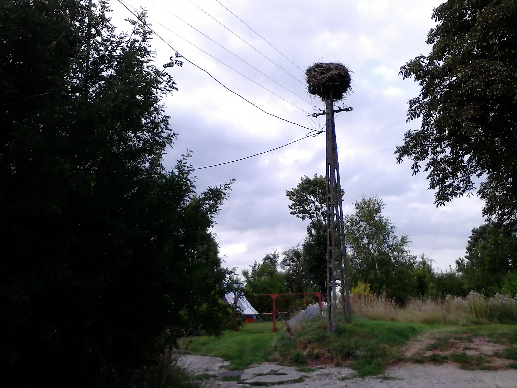 Photo showing: Gniazdo bocianów w Tarnowie