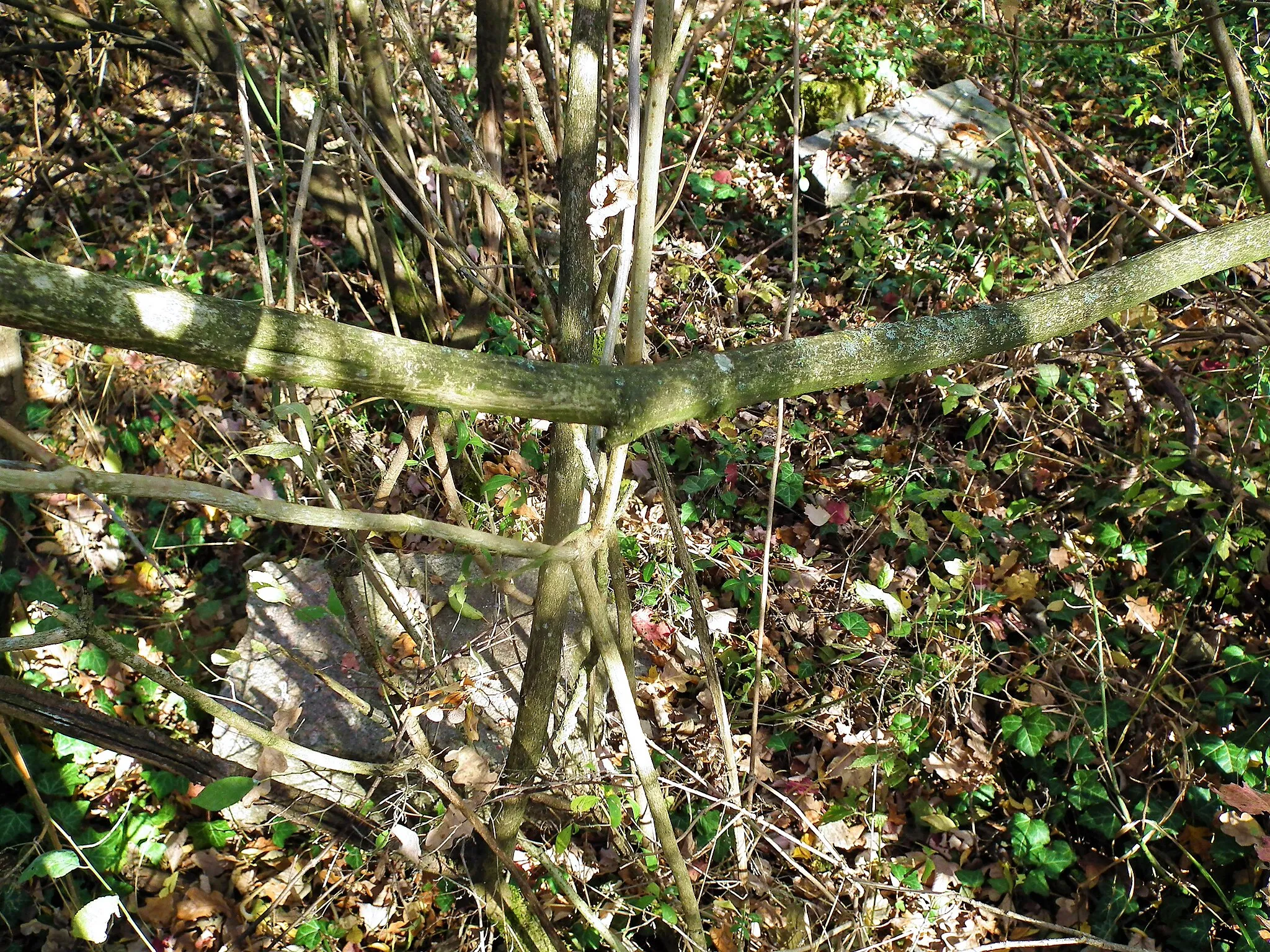 Photo showing: Starzyce koło Chociwla - stary cmentarz ewangelicki.