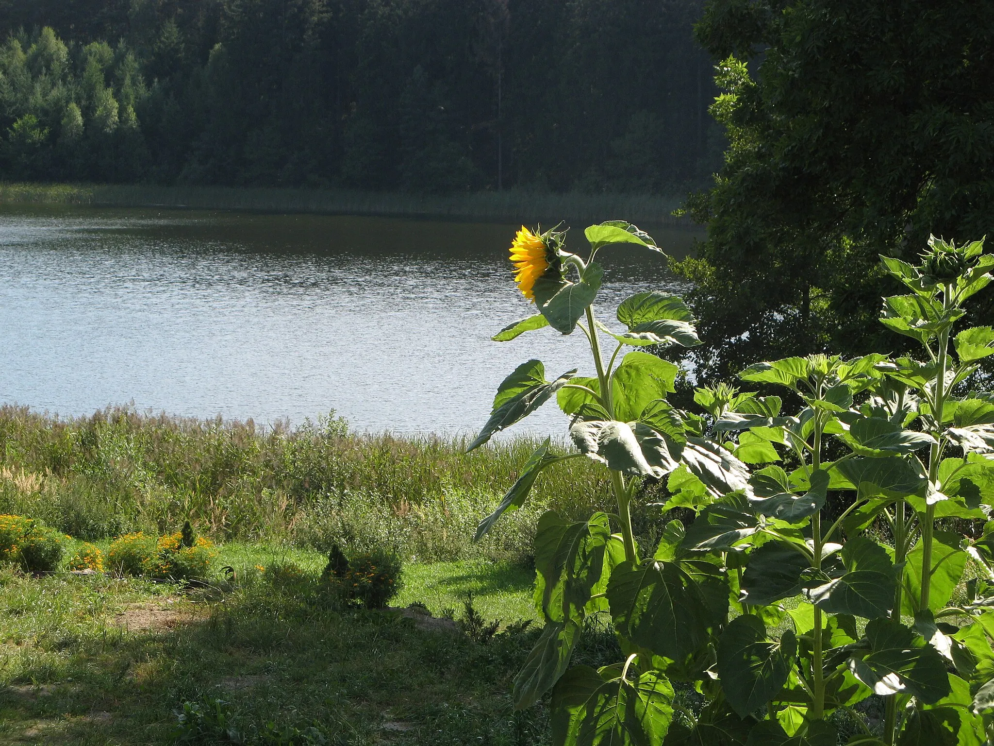 Photo showing: Psie Głowy (tu jest pięknie i spokojnie)