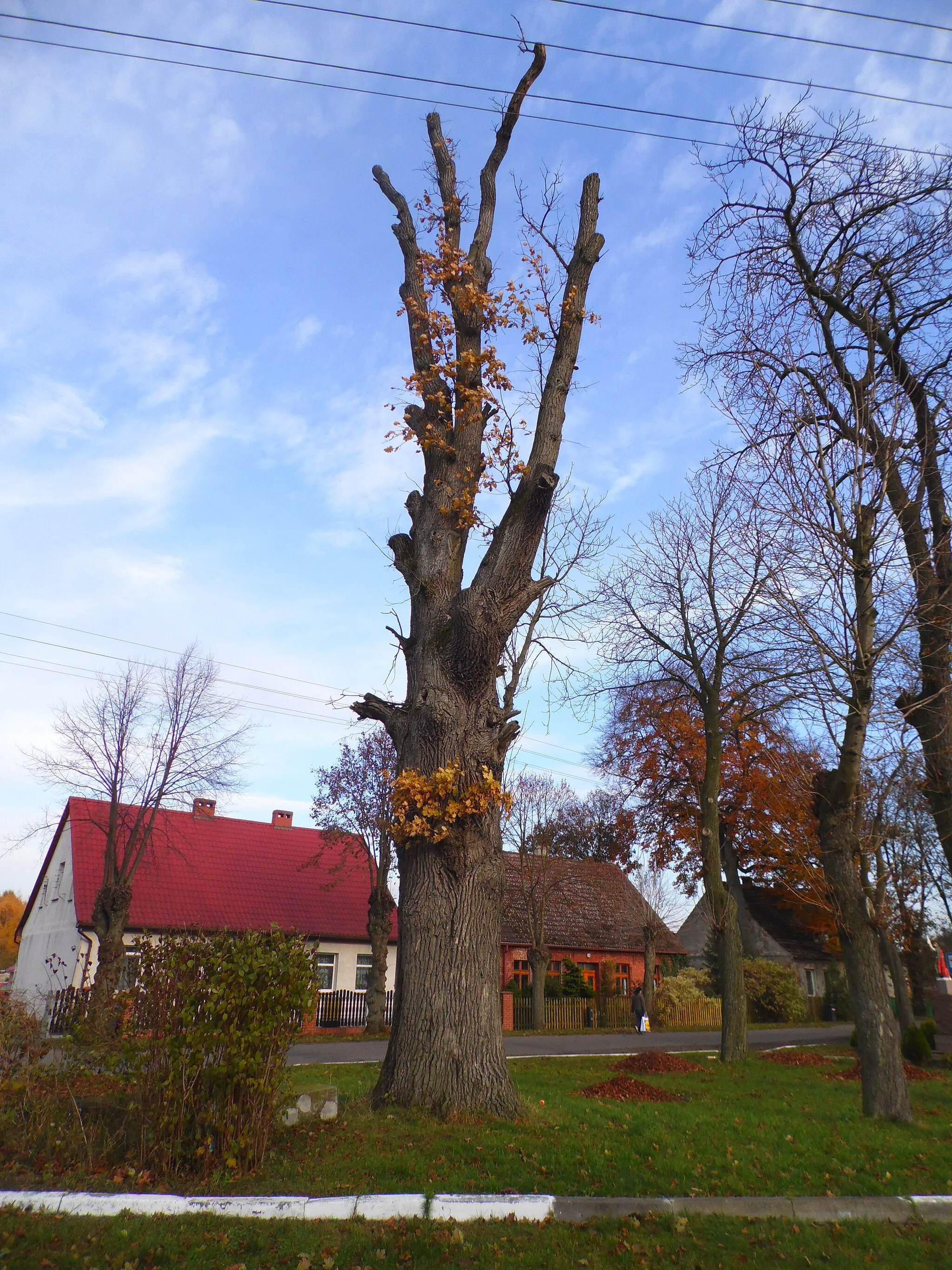 Photo showing: Pomnik przyrody w miejscowości Niedźwiedź