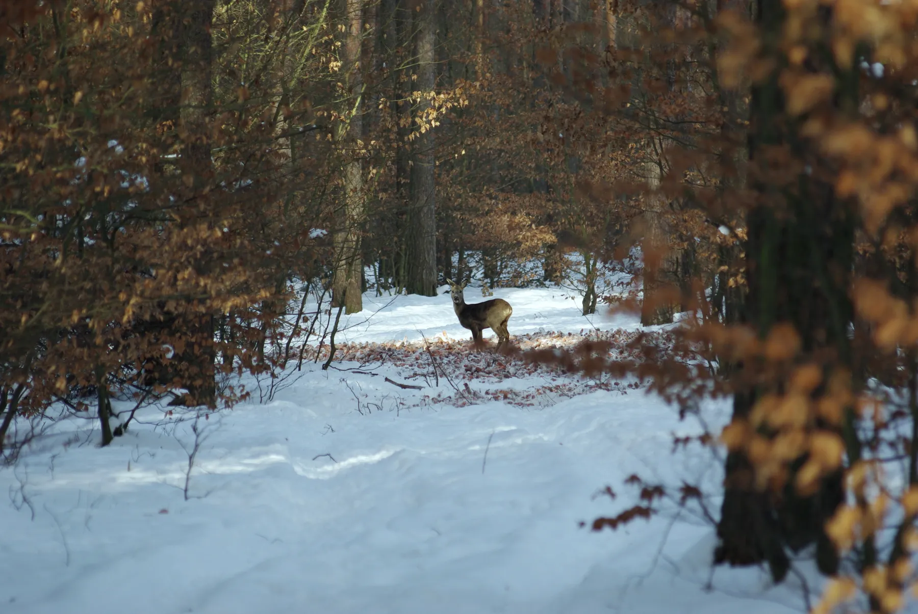 Photo showing: Zima 2010 pod Goleniowem