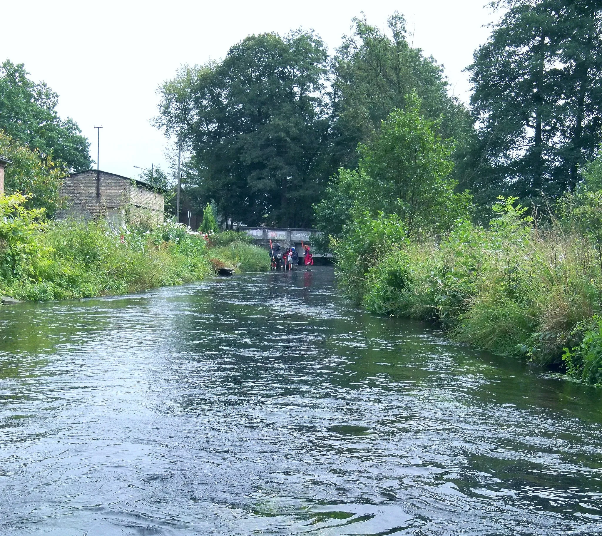 Photo showing: Rurzyca river in Poland. Hydrobotanical assessment of river ecological status.