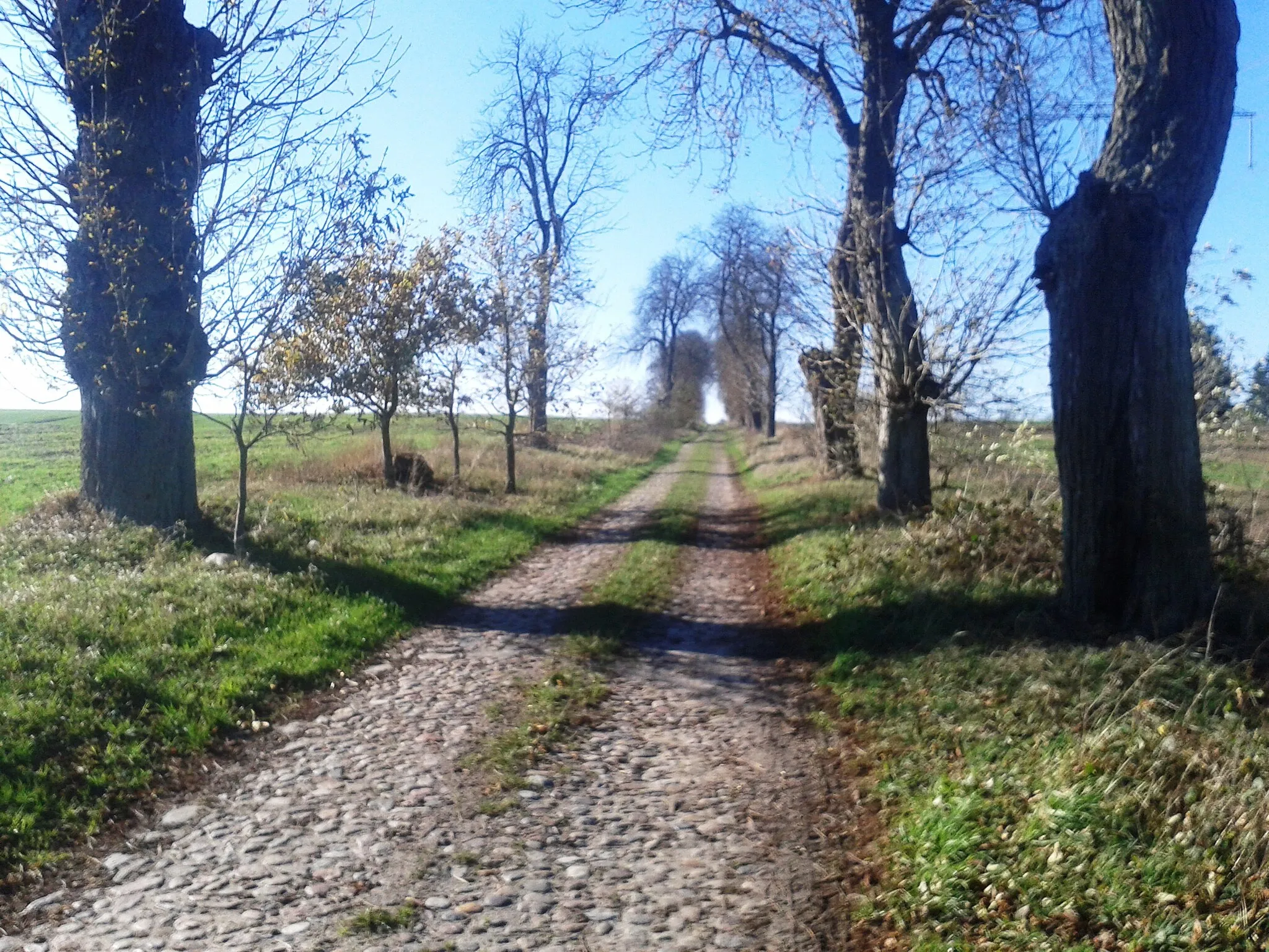 Photo showing: Brukowana droga z kasztanowcami do Krzekowa