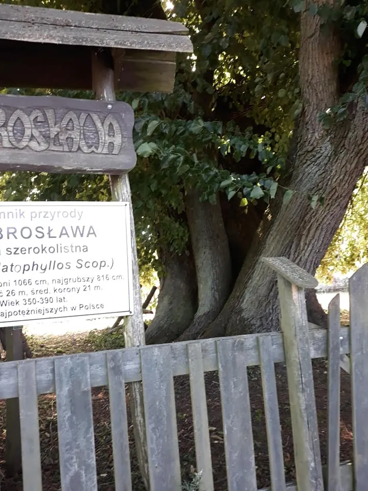 Photo showing: Lipa Dobrosława w Jaglicach