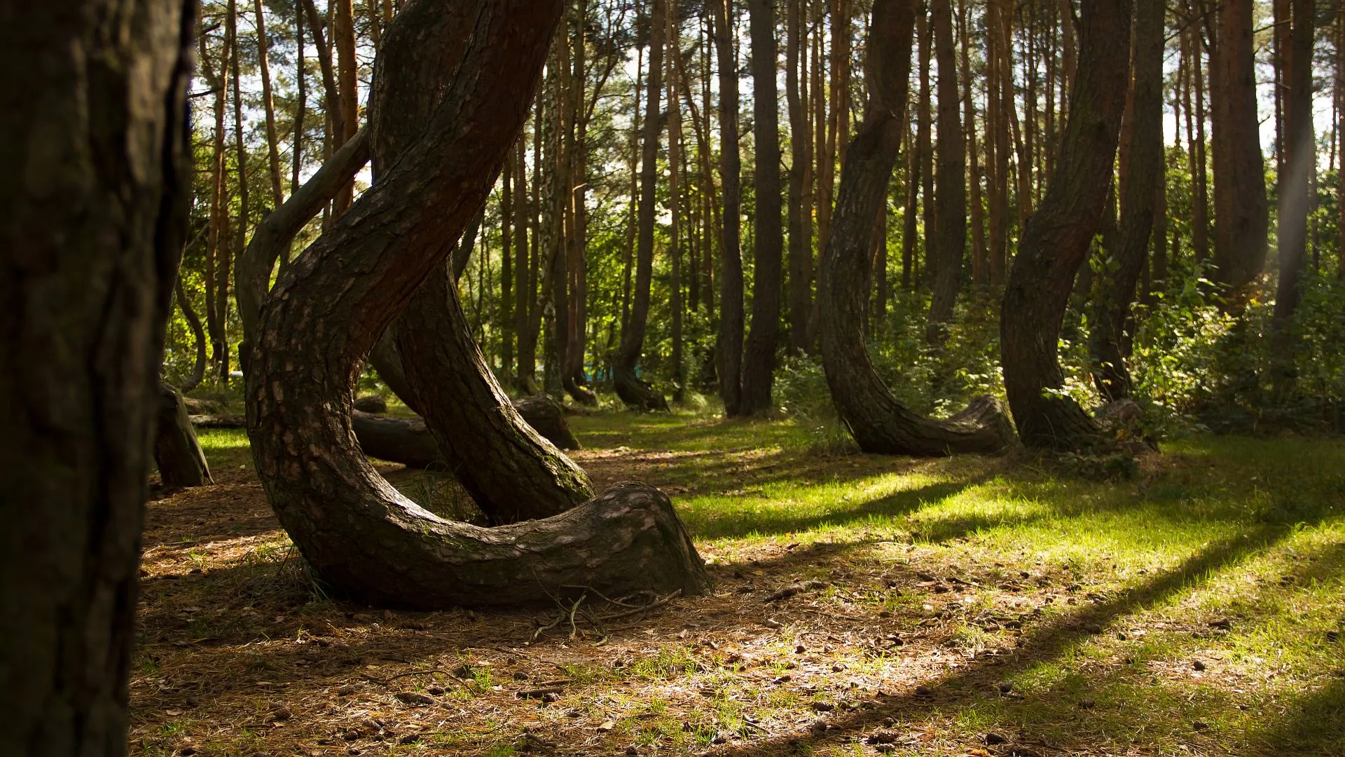 Photo showing: Crooked Forest, Nowe Czarnowo