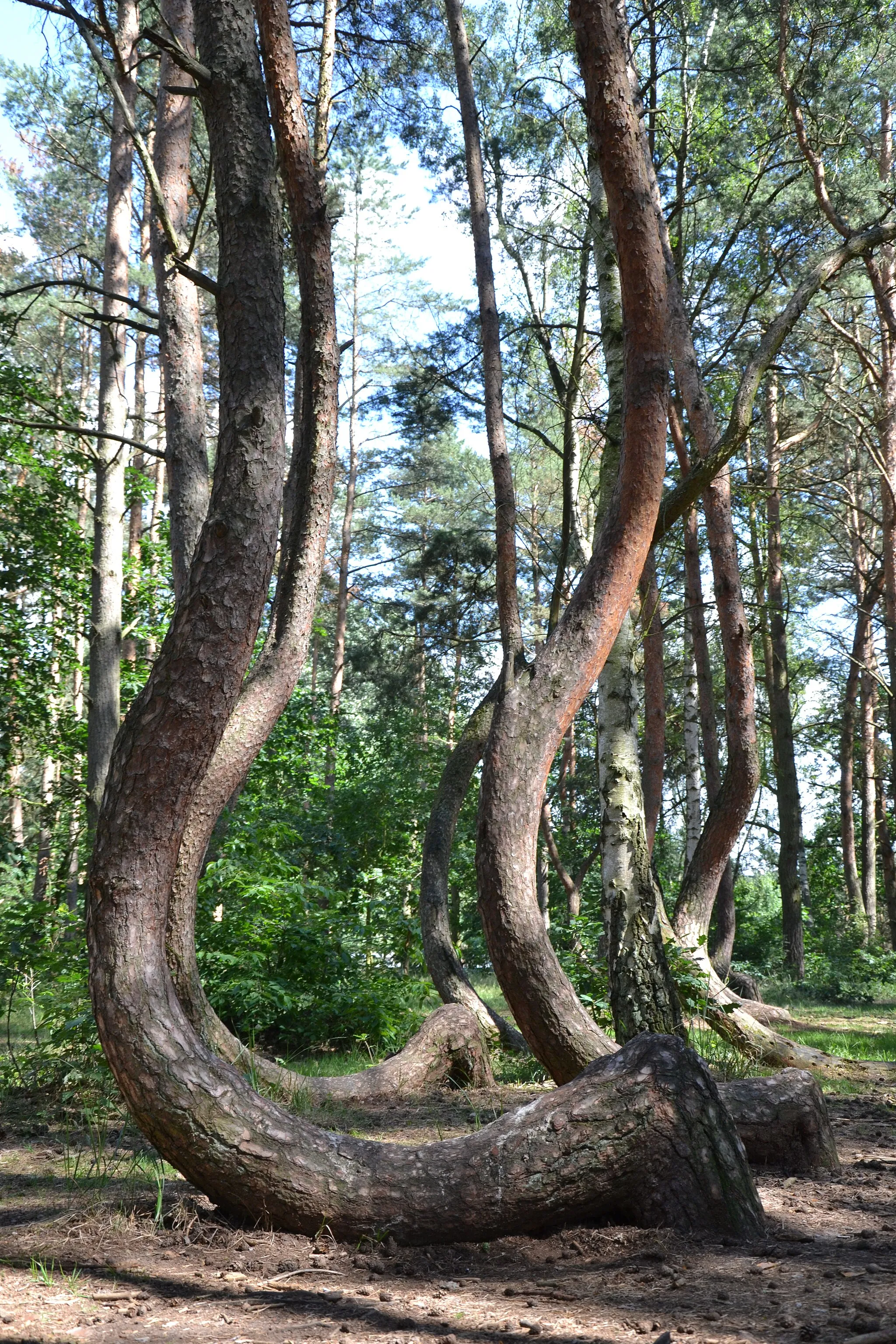 Photo showing: Krzywy las w Nowym Czarnowie (powiat gryfiński)