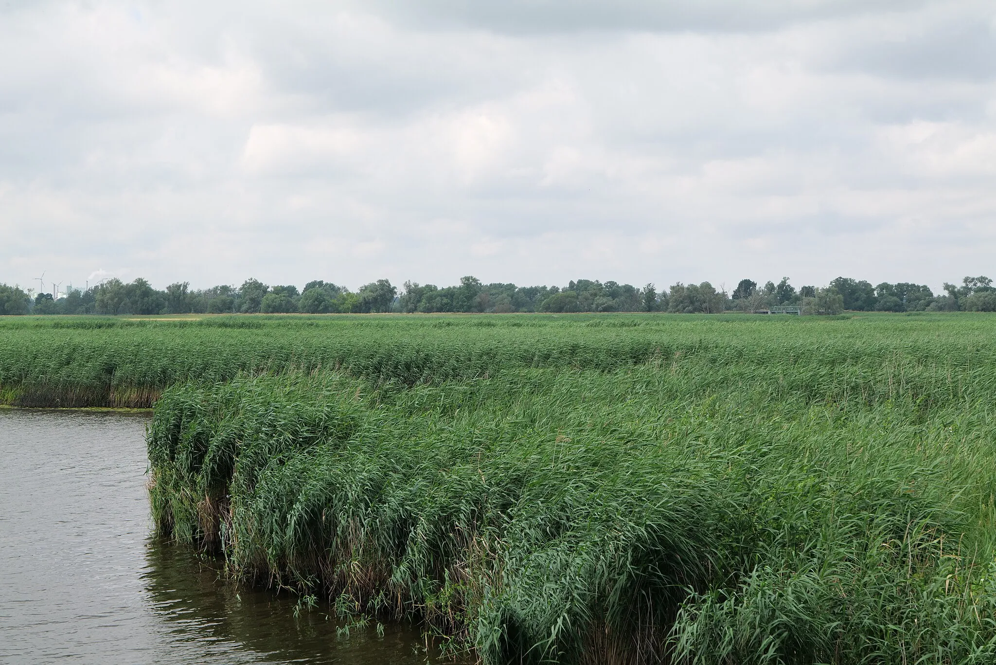 Photo showing: Nationalpark Unteres Odertal im mittleren Bereich nördlich von Schwedt.