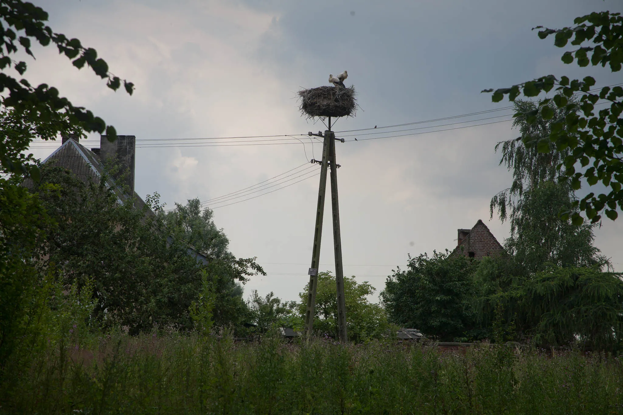 Photo showing: stork nest in Unieradz, Poland