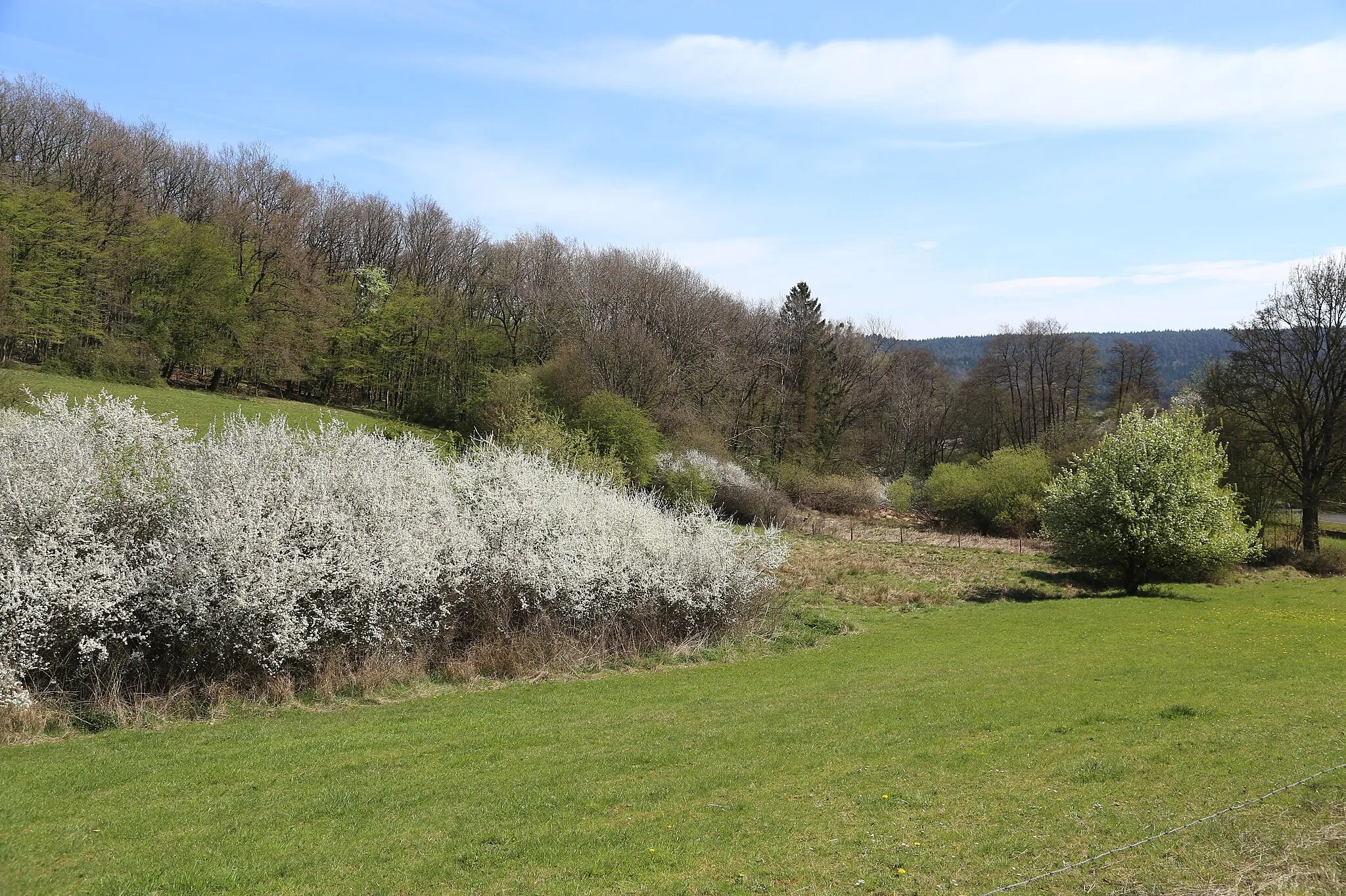 Photo showing: Nature reserve "Schoenecker Schweiz", Rhineland-Palatia, Germany, with Sloeblossoms (Prunus spinosa)