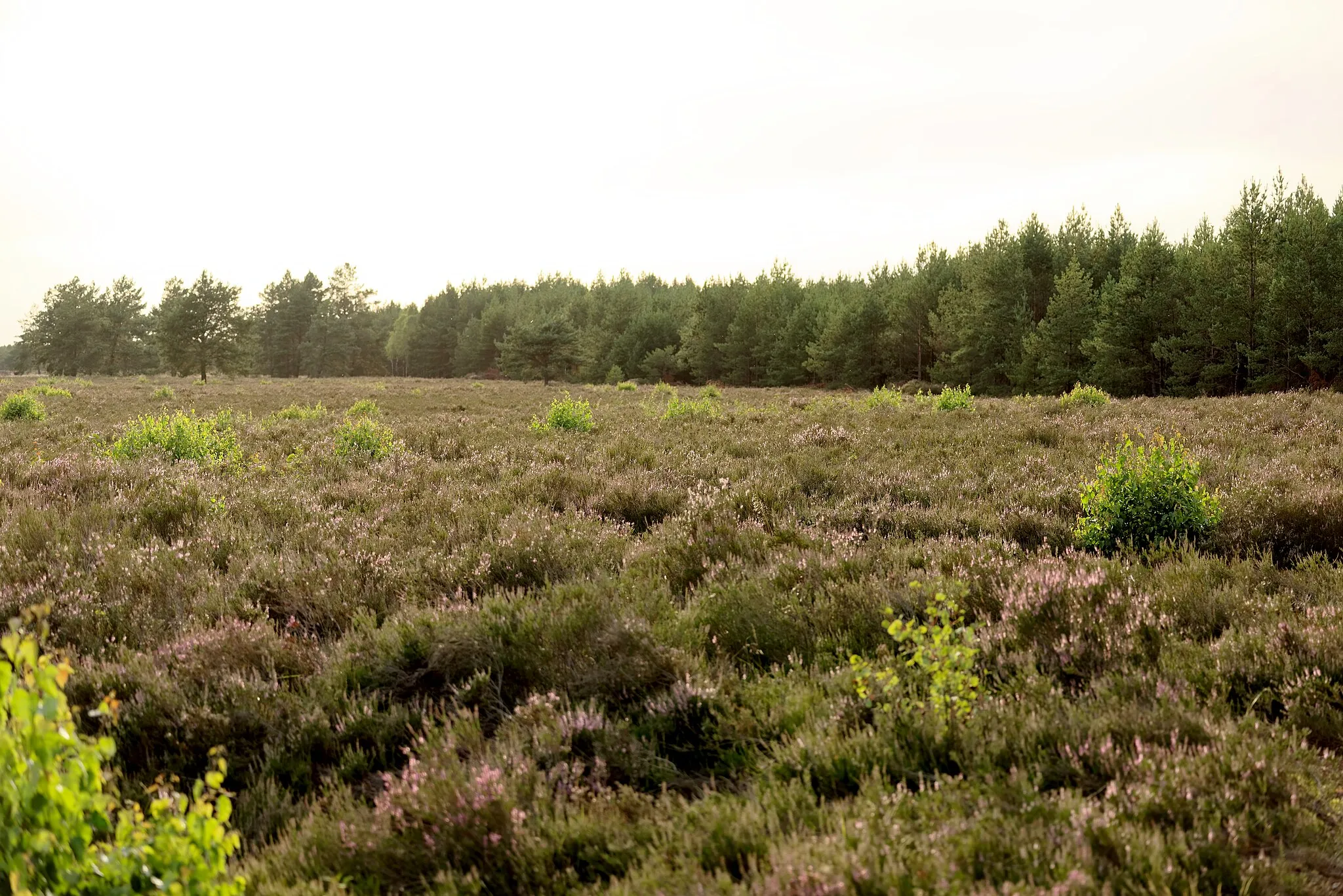 Photo showing: Nature Reserve Diabelskie Pustacie