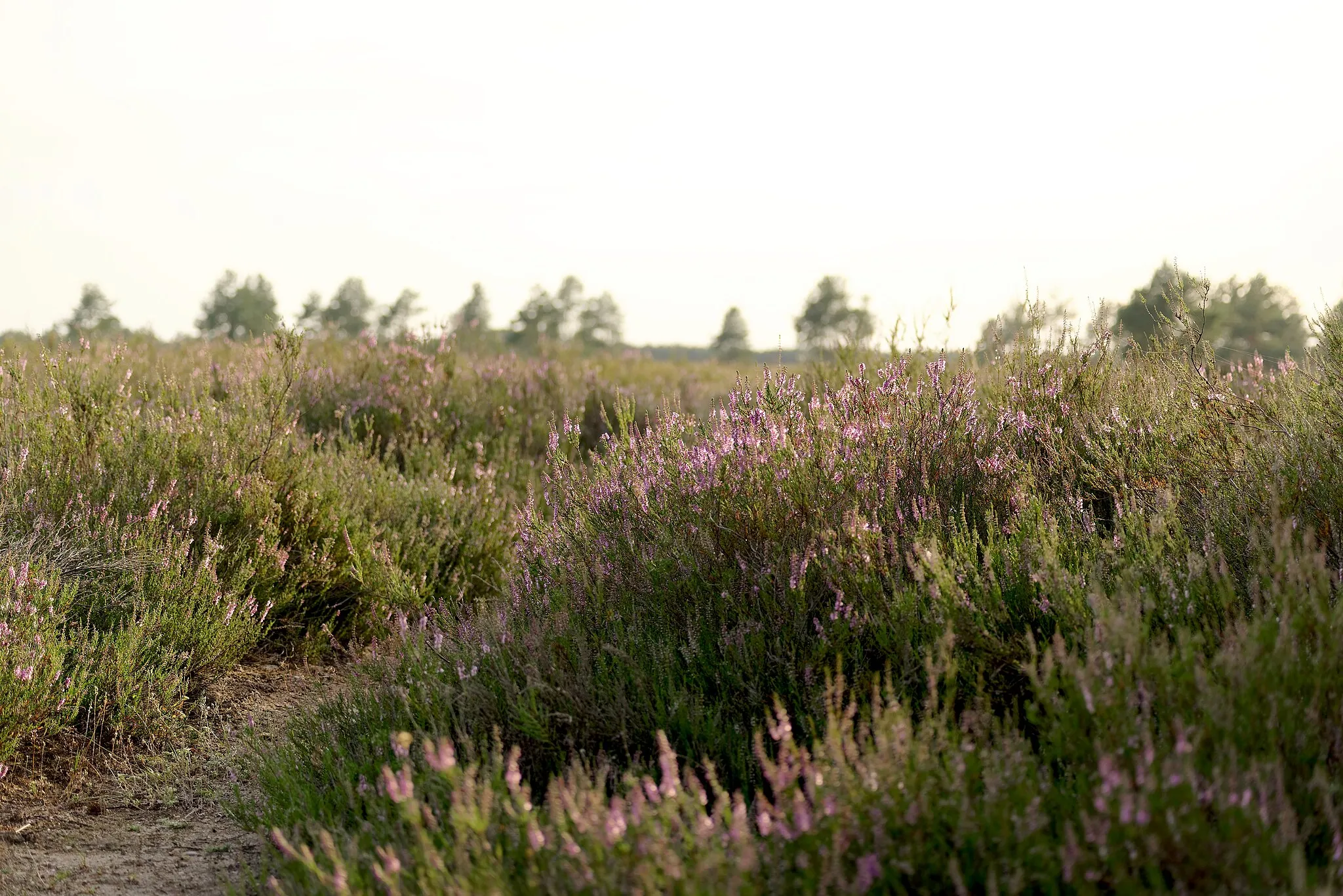 Photo showing: Nature Reserve Diabelskie Pustacie